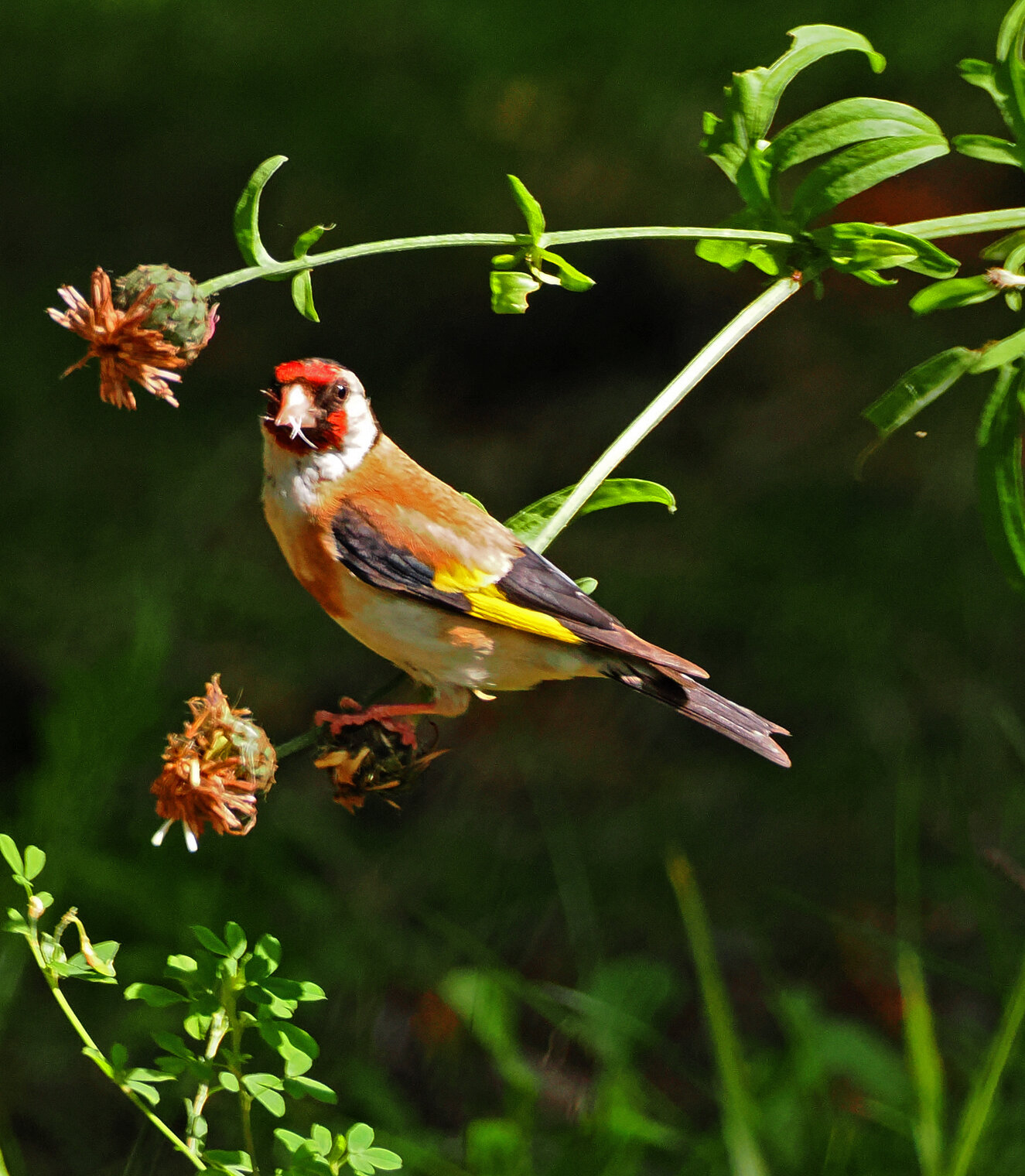 Черноголовый щегол.