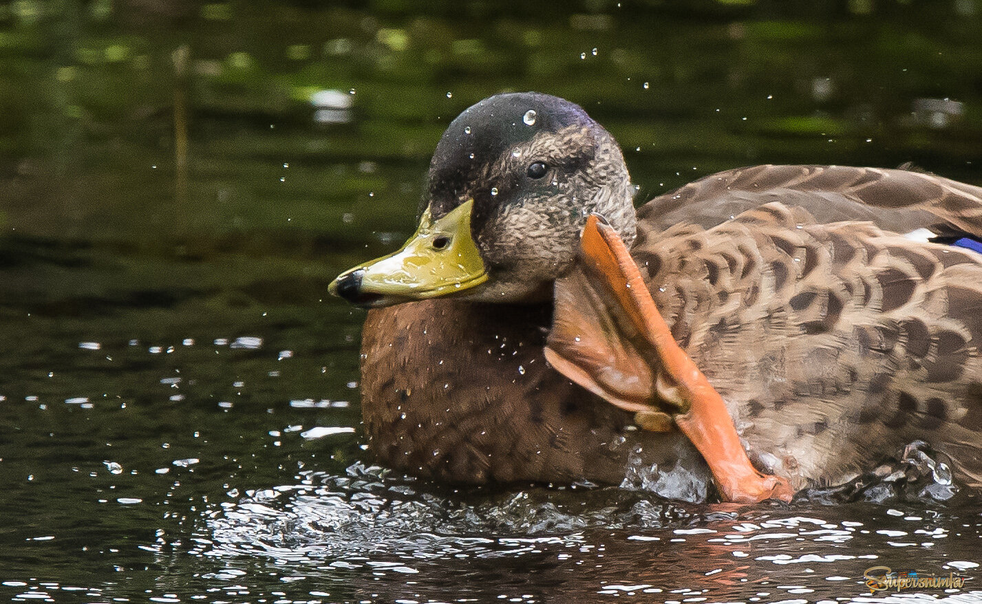 "Я тебя внимательно слушаю..."