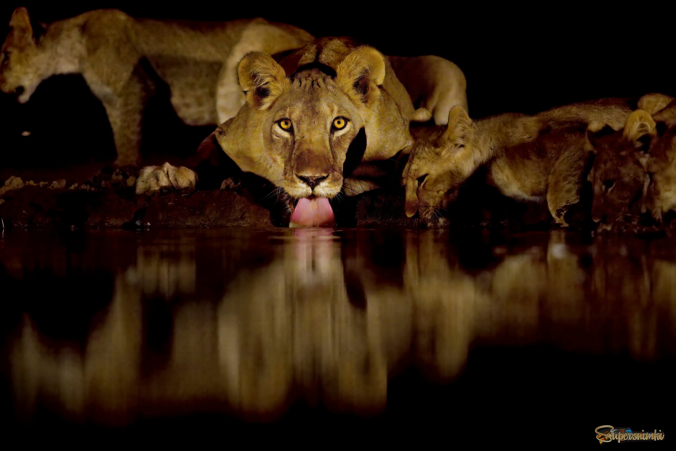 Ночной водопой