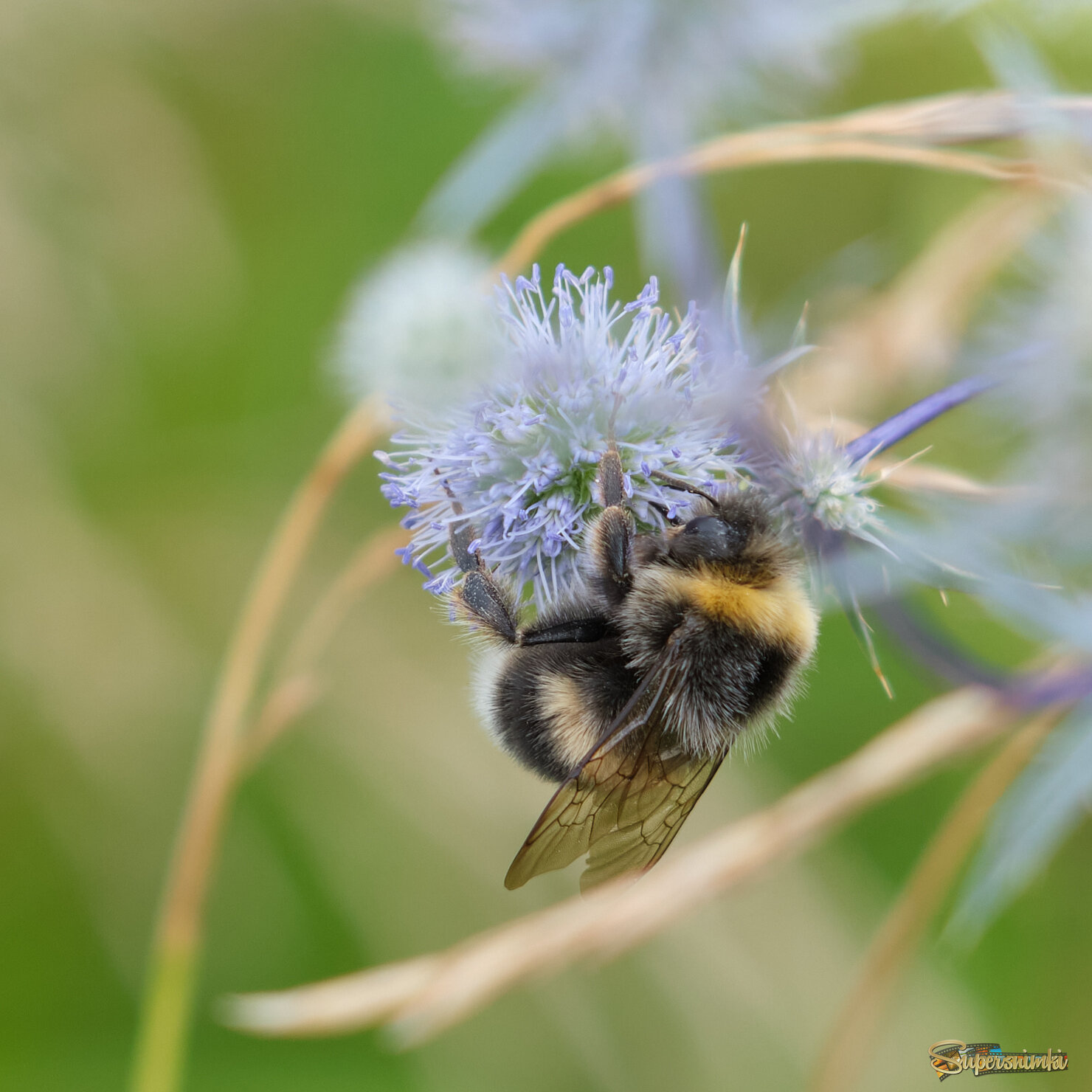 Шмель и синеголовник 