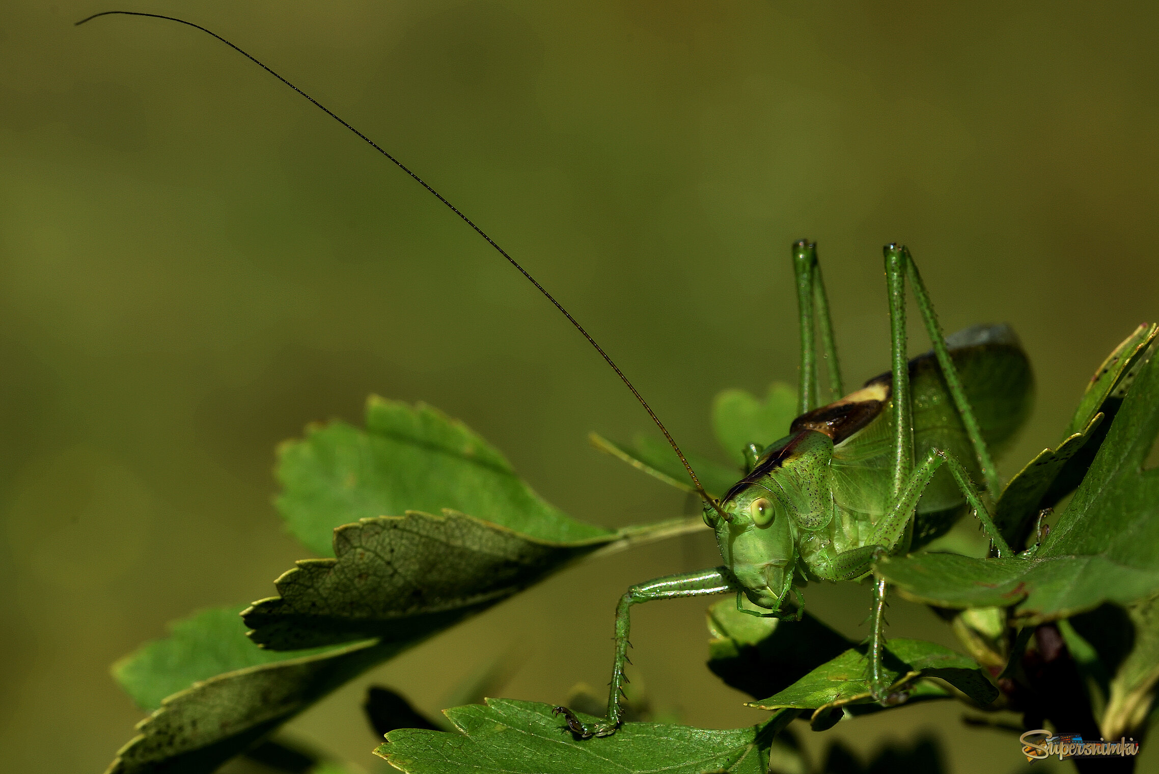 687f61fef13e08b5cbdc5170