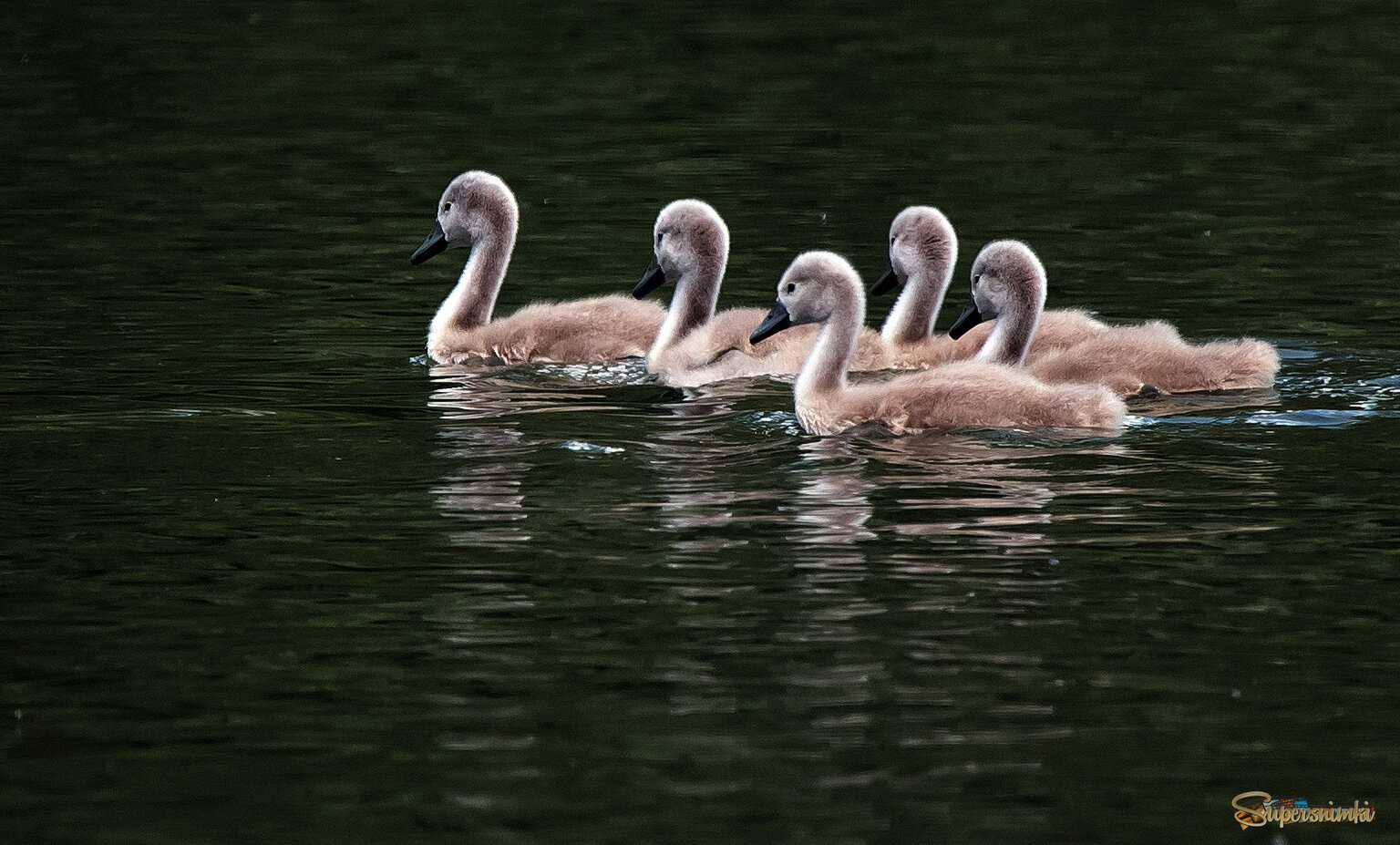 Юные лебеди.