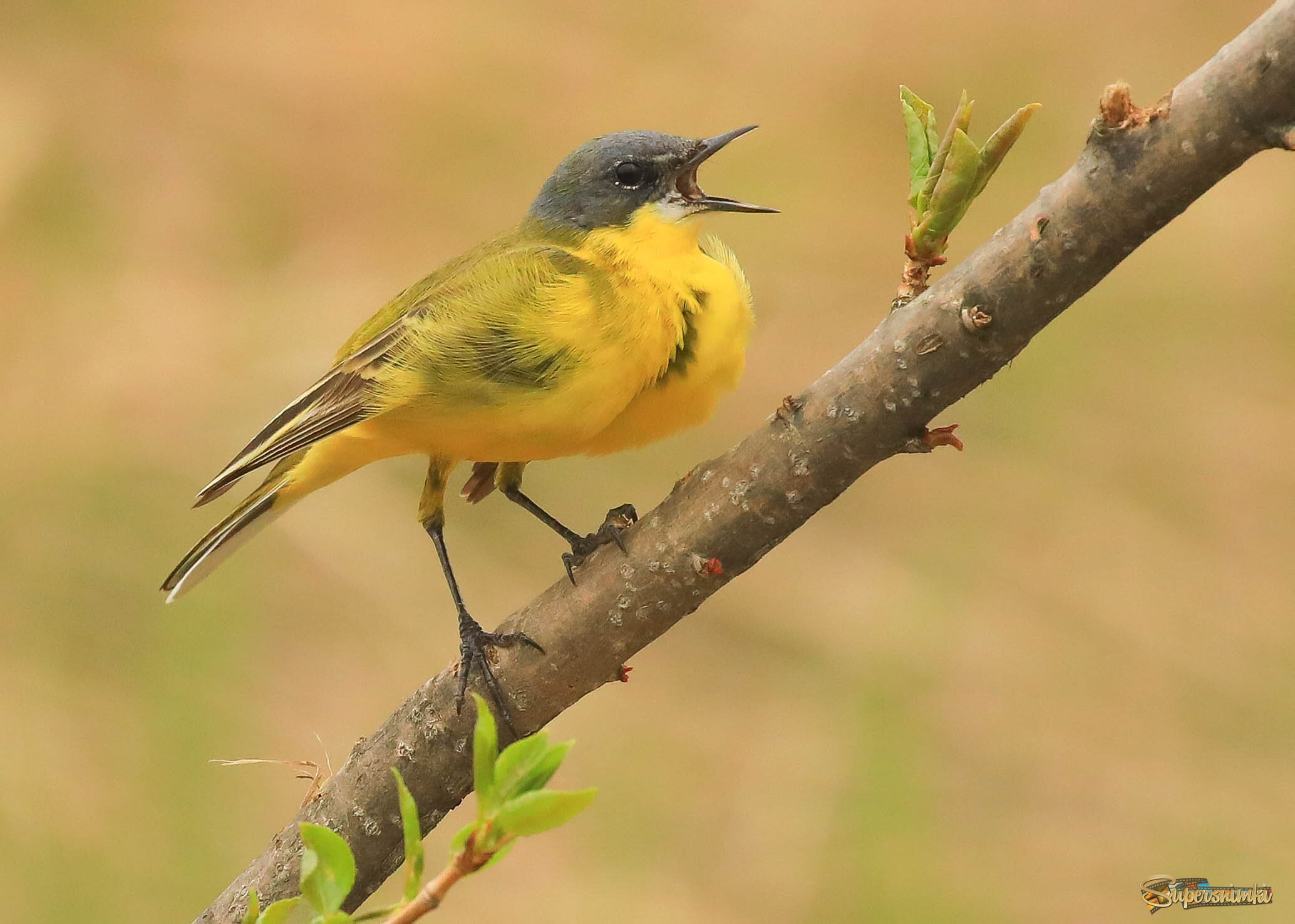 Я тоже петь умею!!!