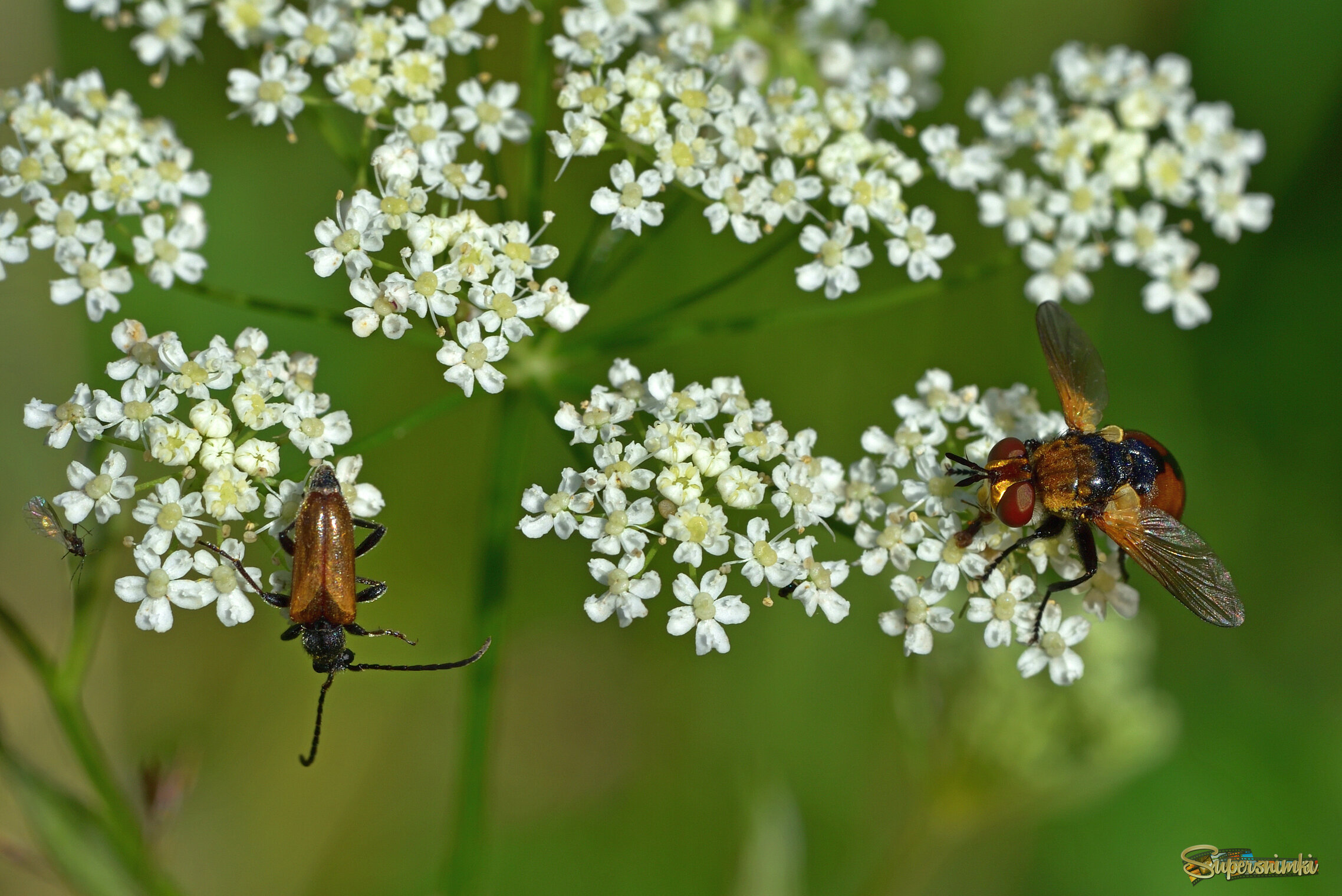 687fe50a1d66815065dc516d