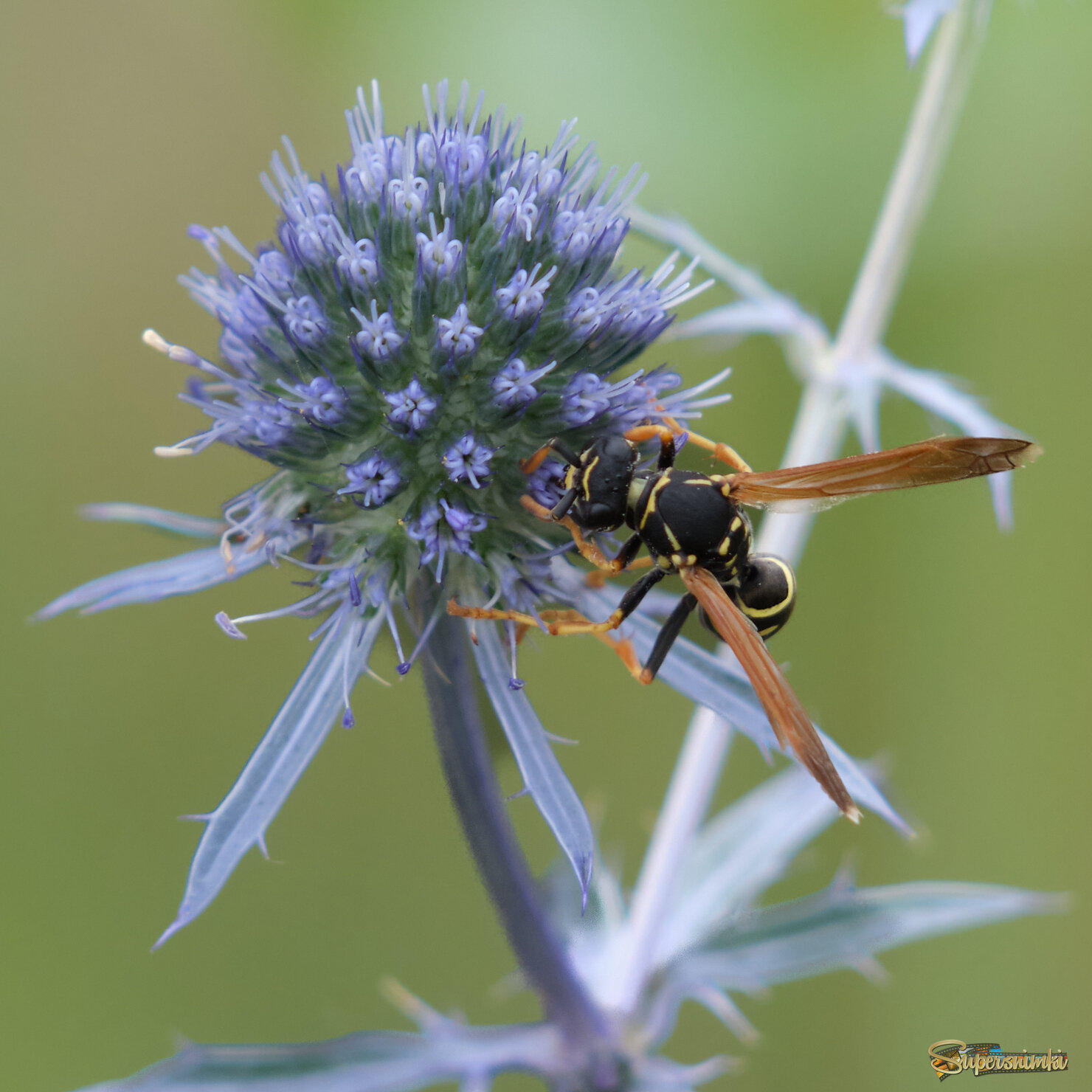 Полосатая...