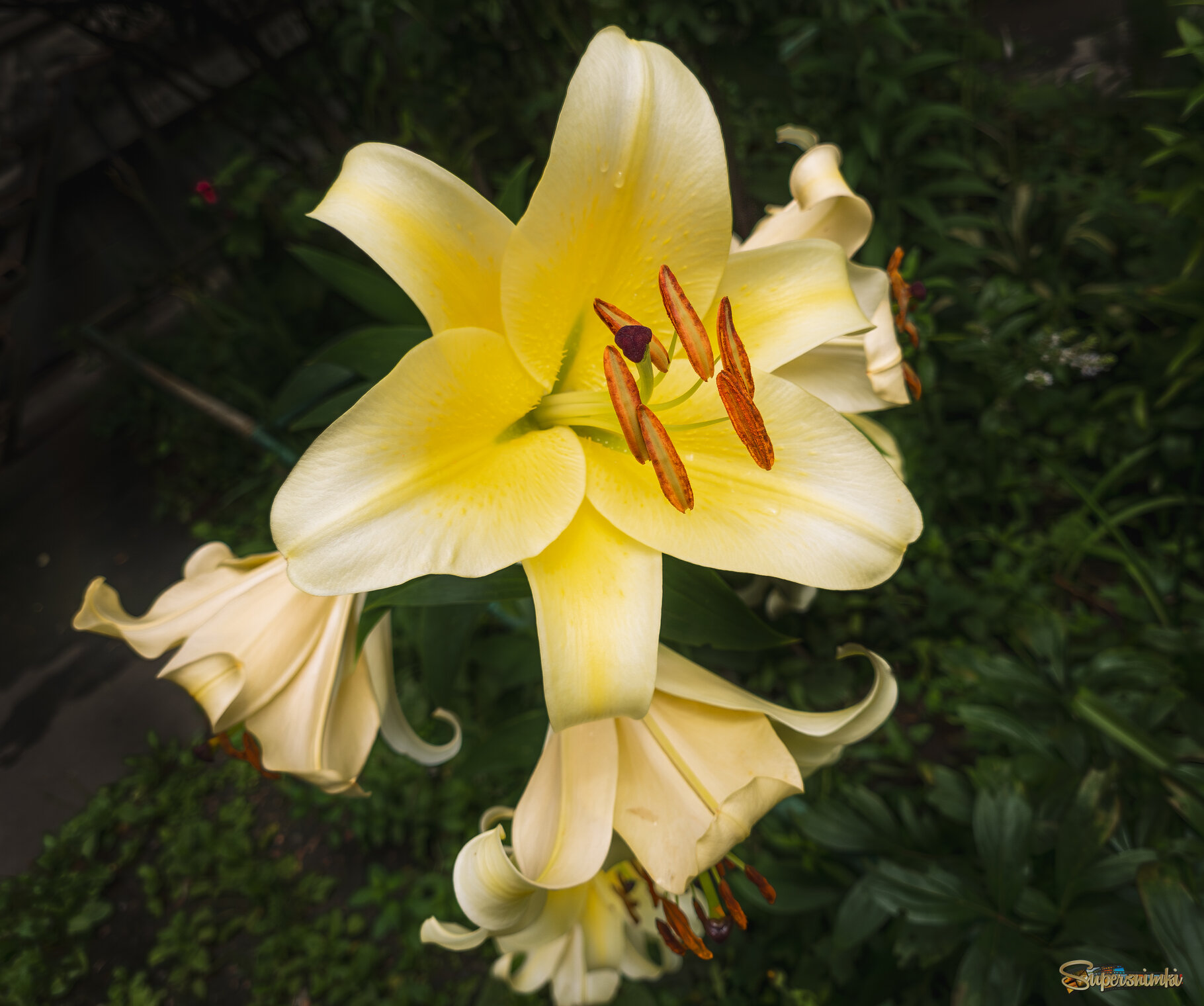 Лилия Honeymoon.