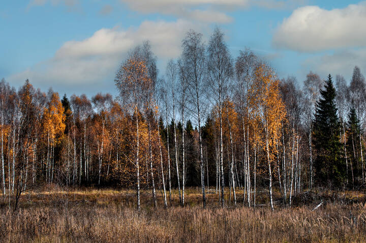 landscape