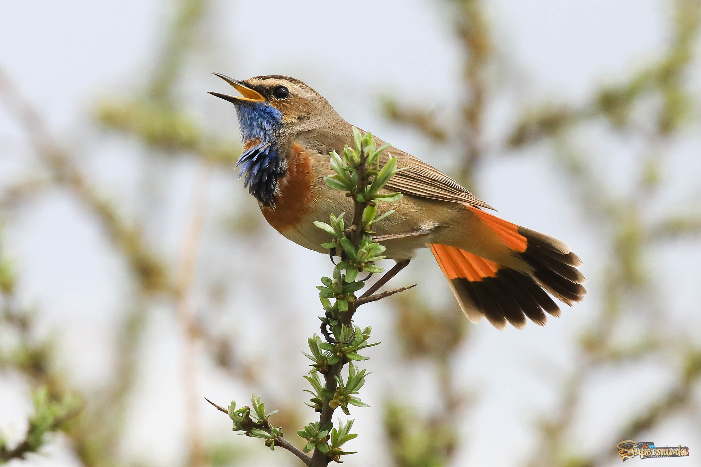 Как не влюбиться в талантливого красавца!