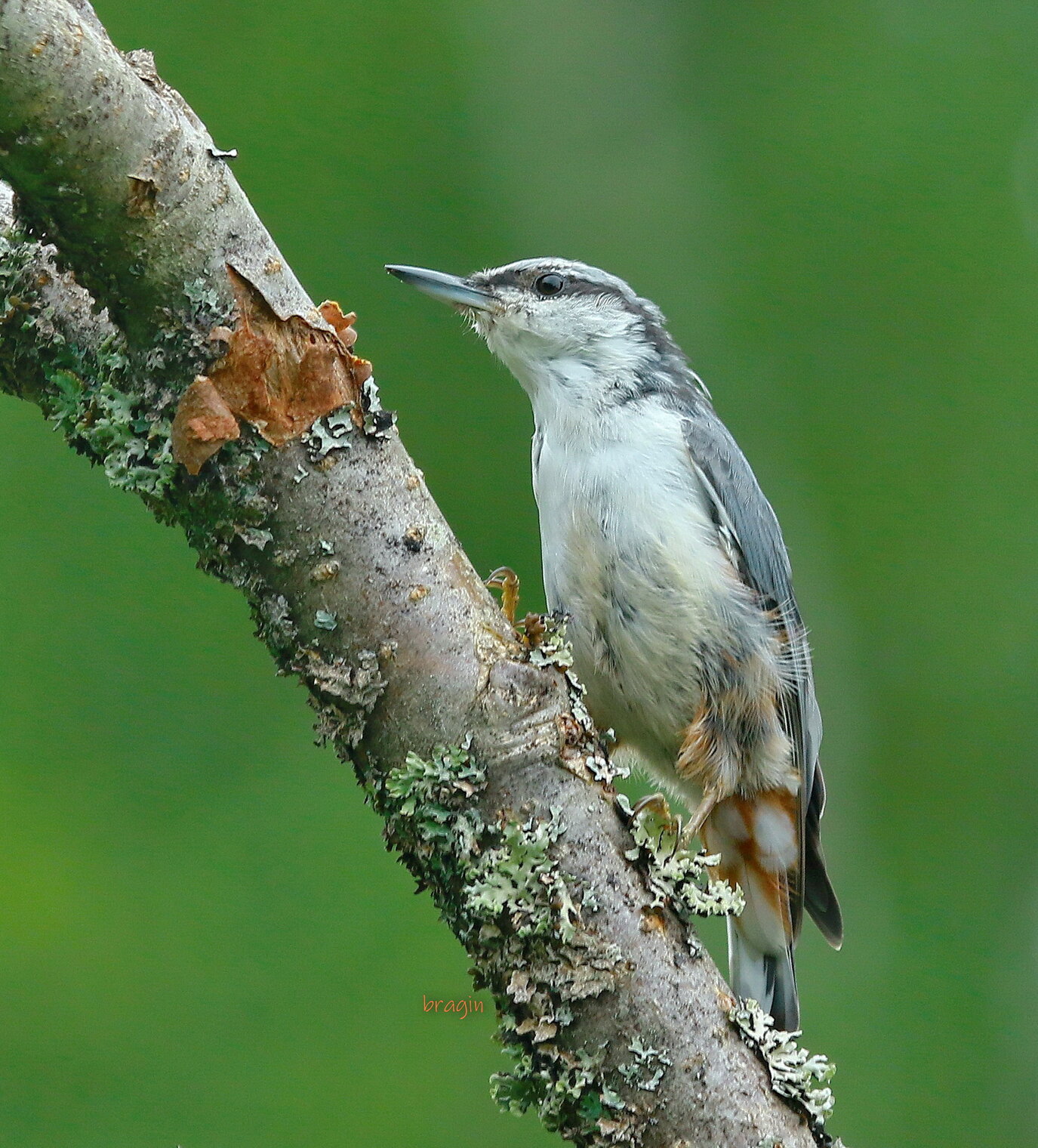 (Sitta  europaea ) поползень обыкновенный