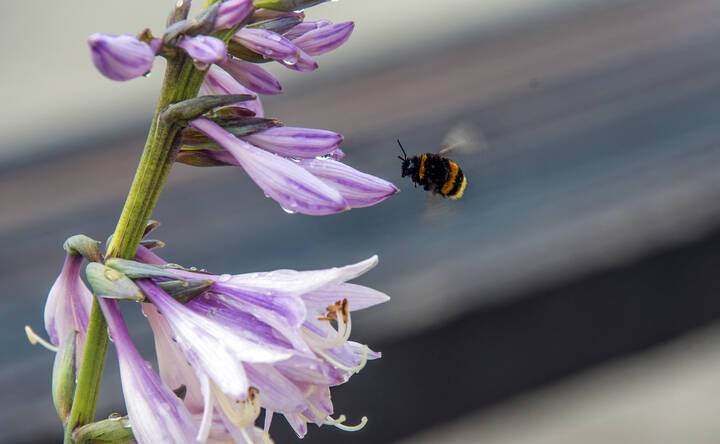 ***