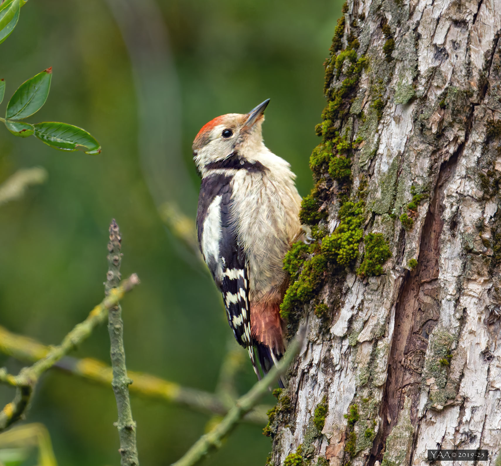 Две утренние птички. 🦜 Июль, 6 лет назад.