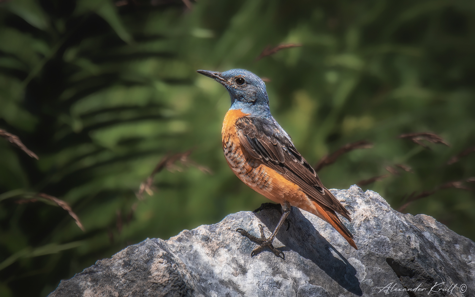 Красавец мужчина