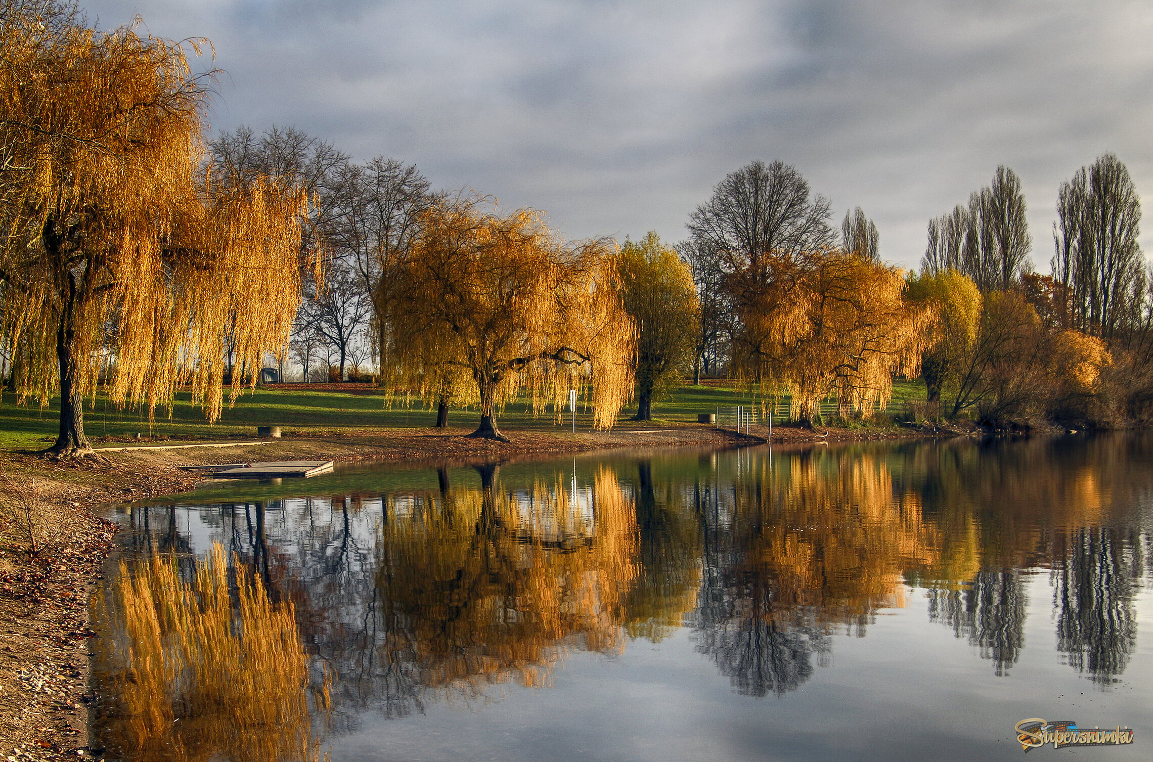 Ивы на берегу