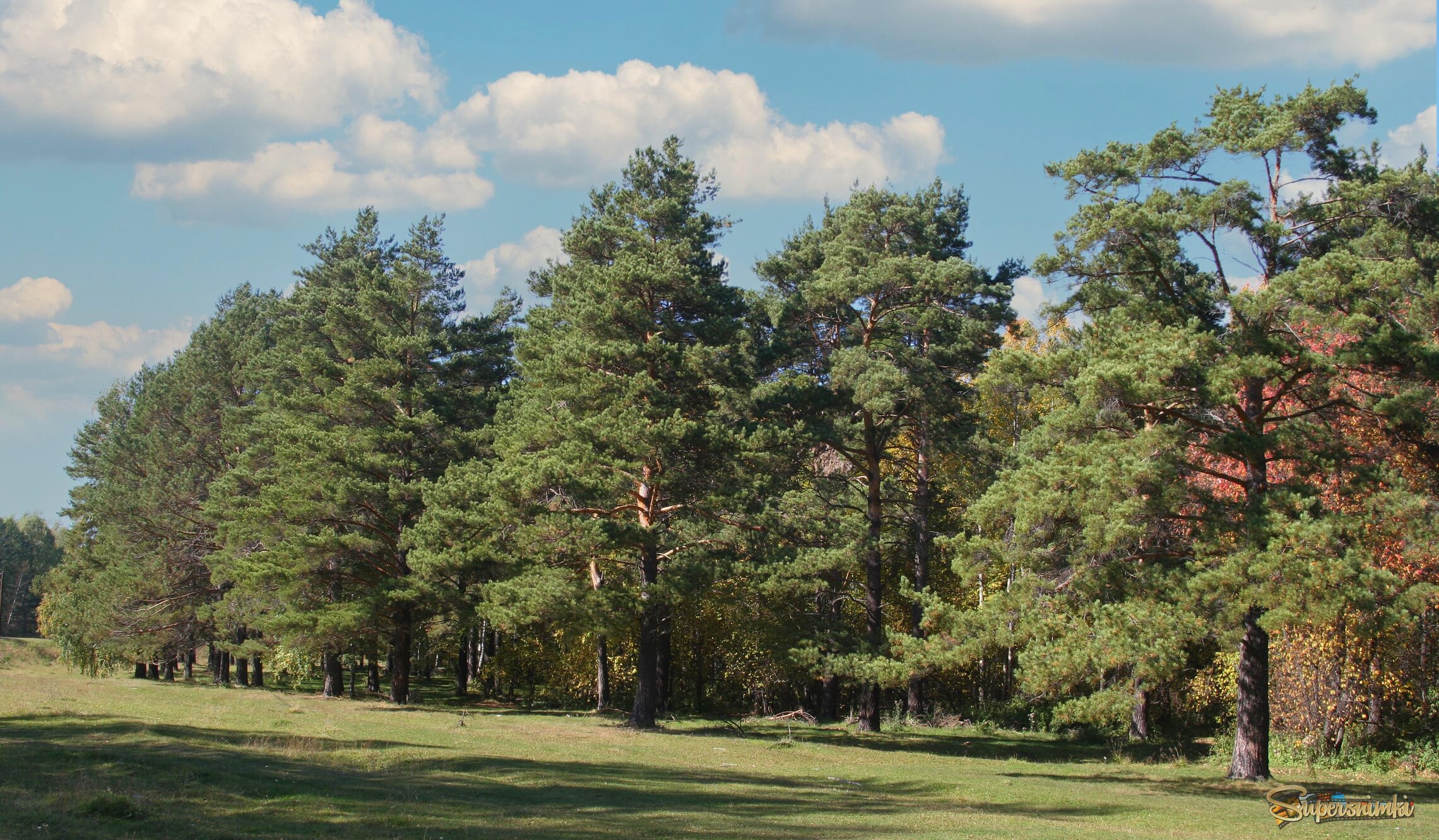 Сосновый лес