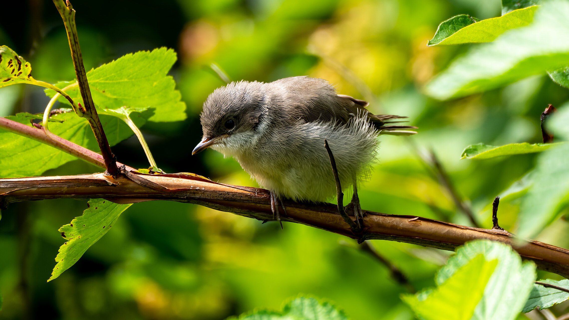 Слеток серой славки 