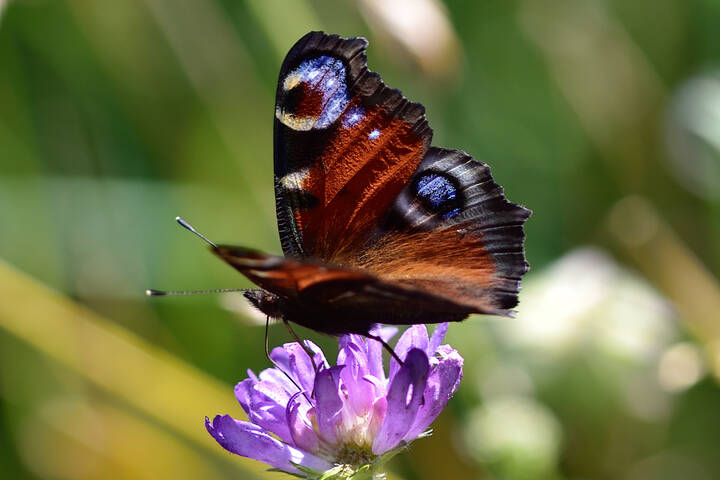  Butterfly..