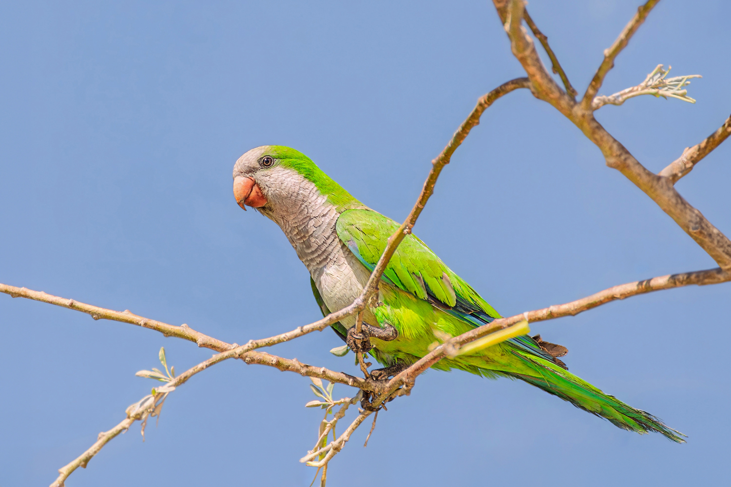 Толстоклювый попугай