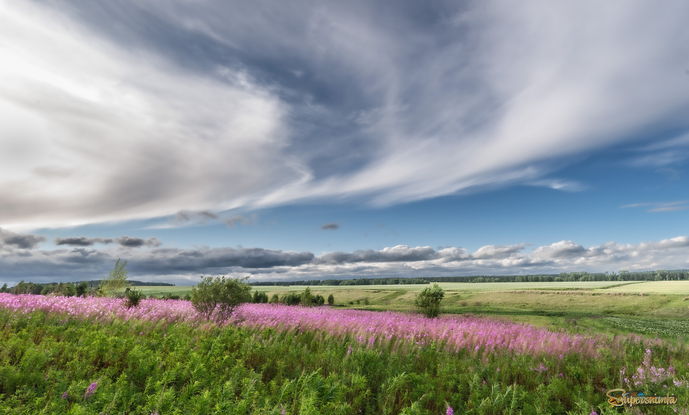 Иван-чай зацвёл.