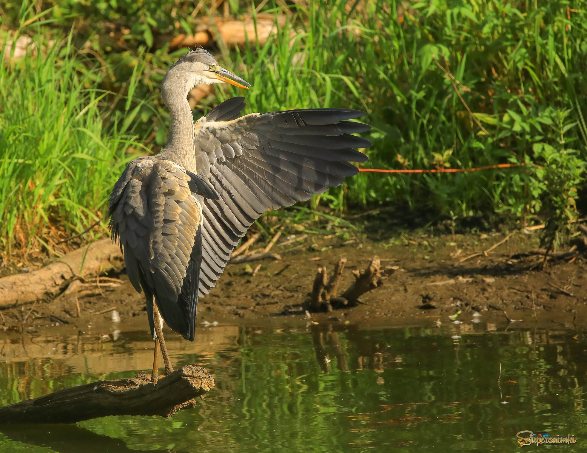 Проходите господа!