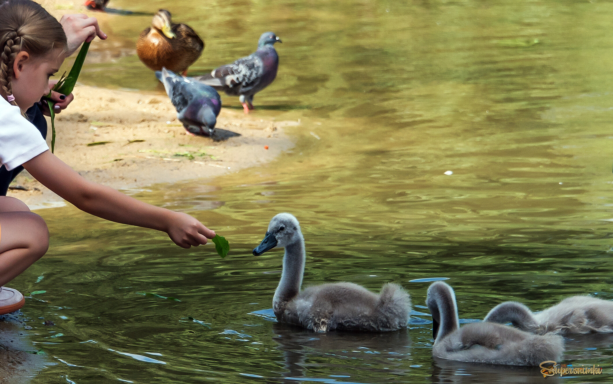 Юные лебеди.