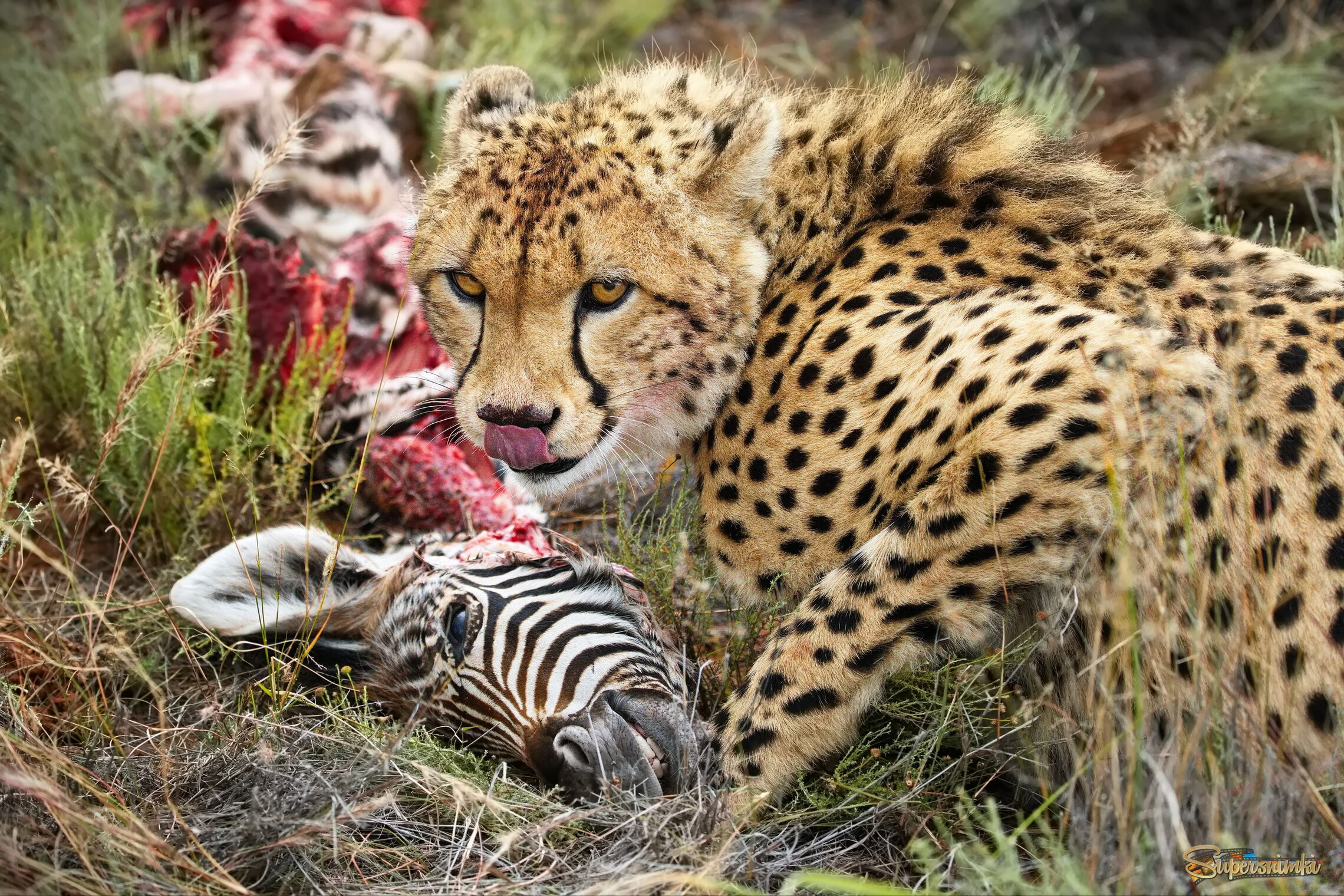 История одной охоты