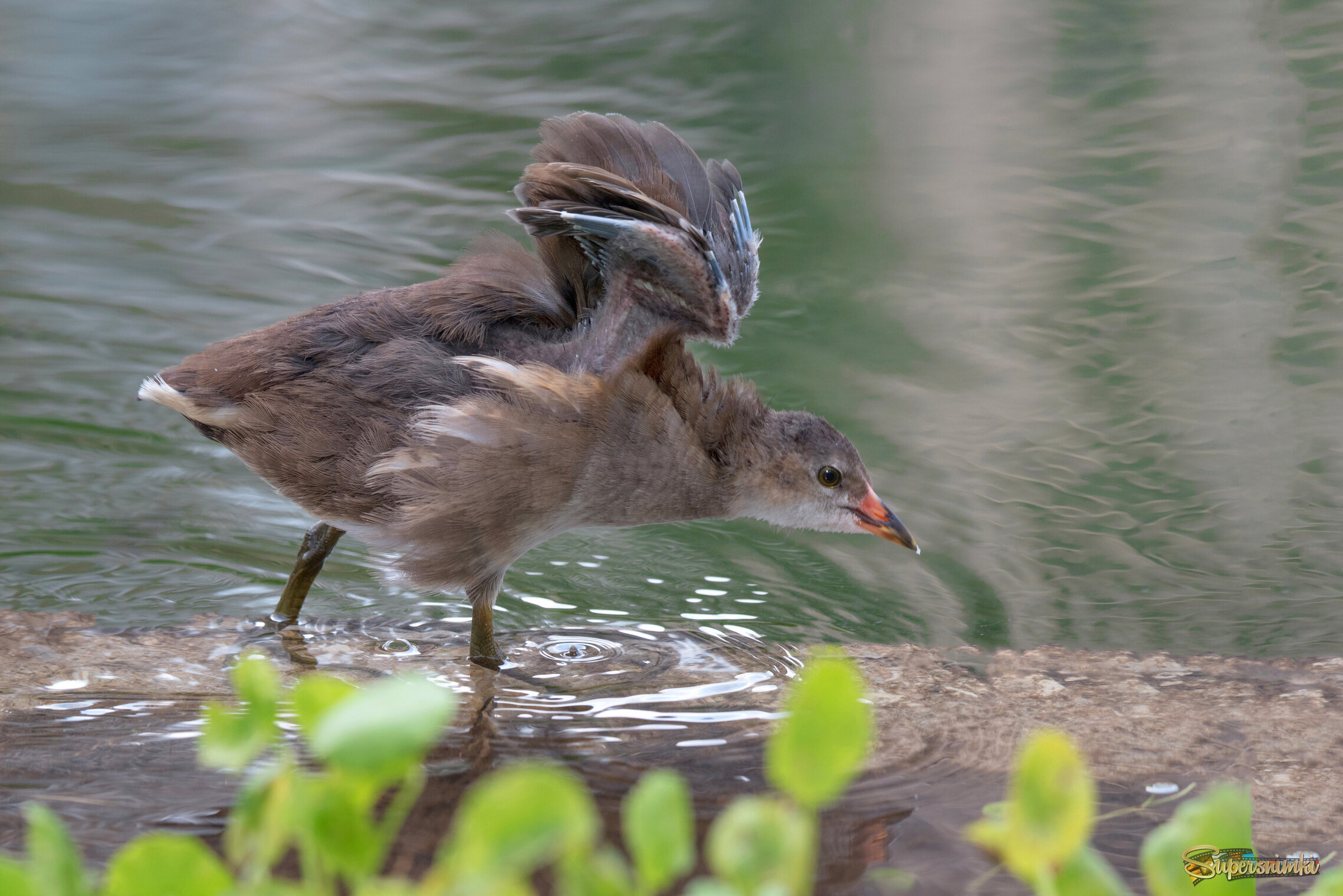 *Юная камышница