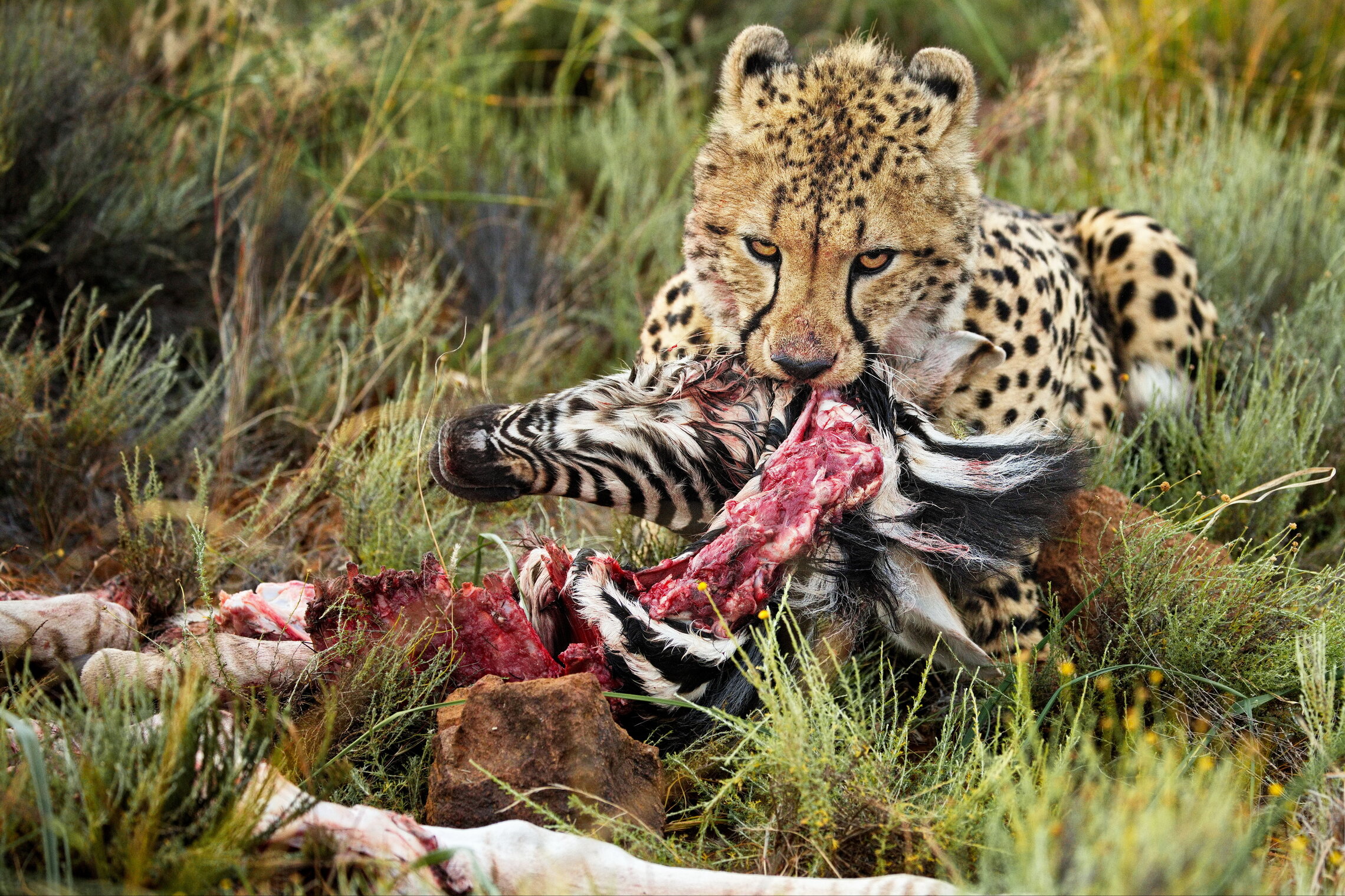 История одной охоты