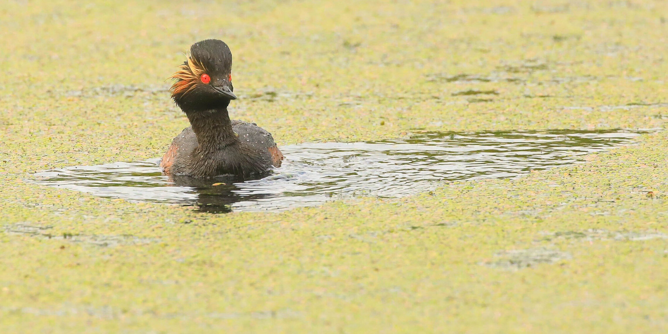 А не понырять ли нам?