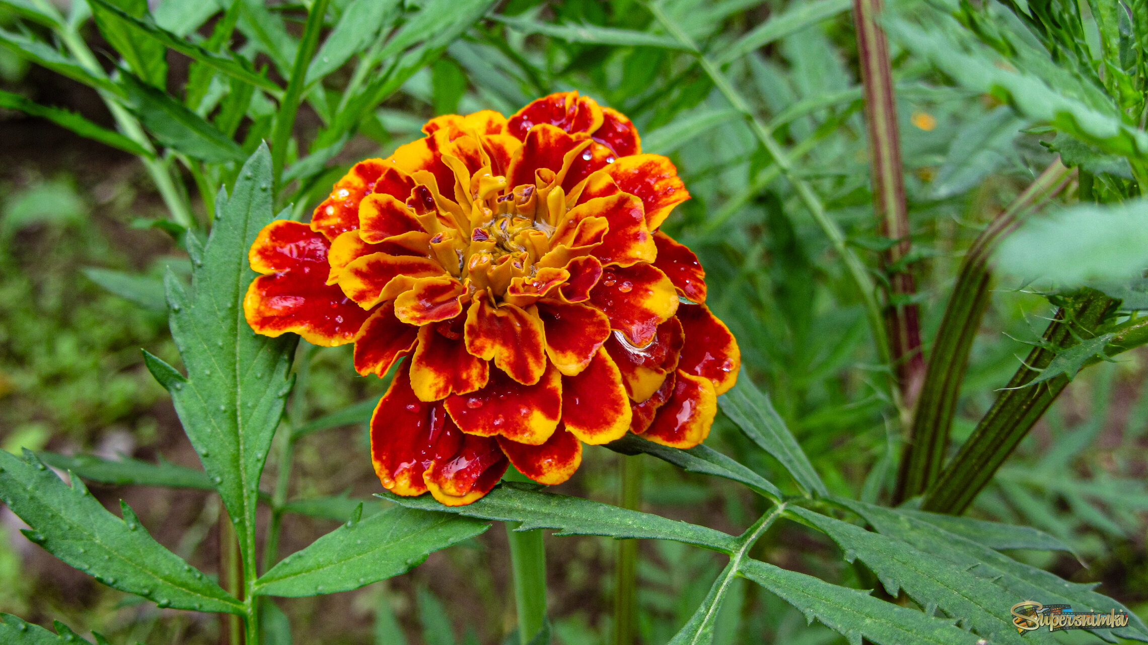 Чернобривци