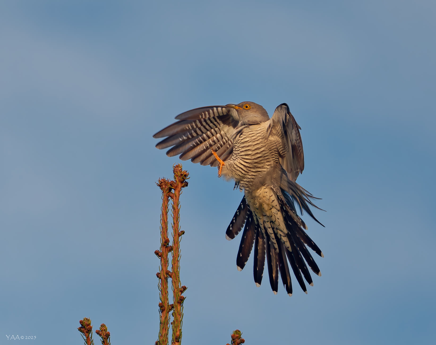 Майский кукух.. 🦜 Брачные хлопоты.. 🙂