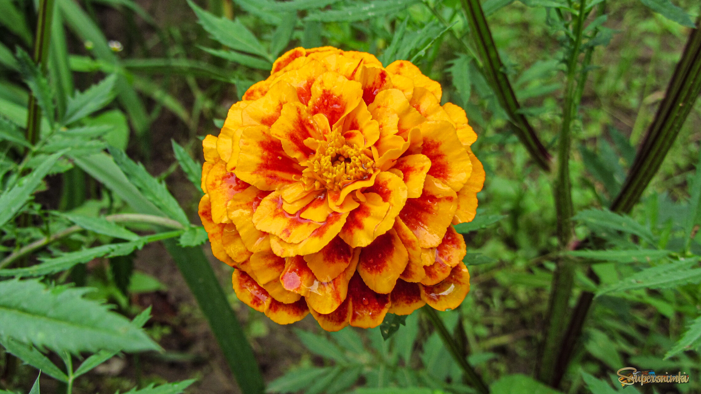 6884d2a77da6242d07dc516c