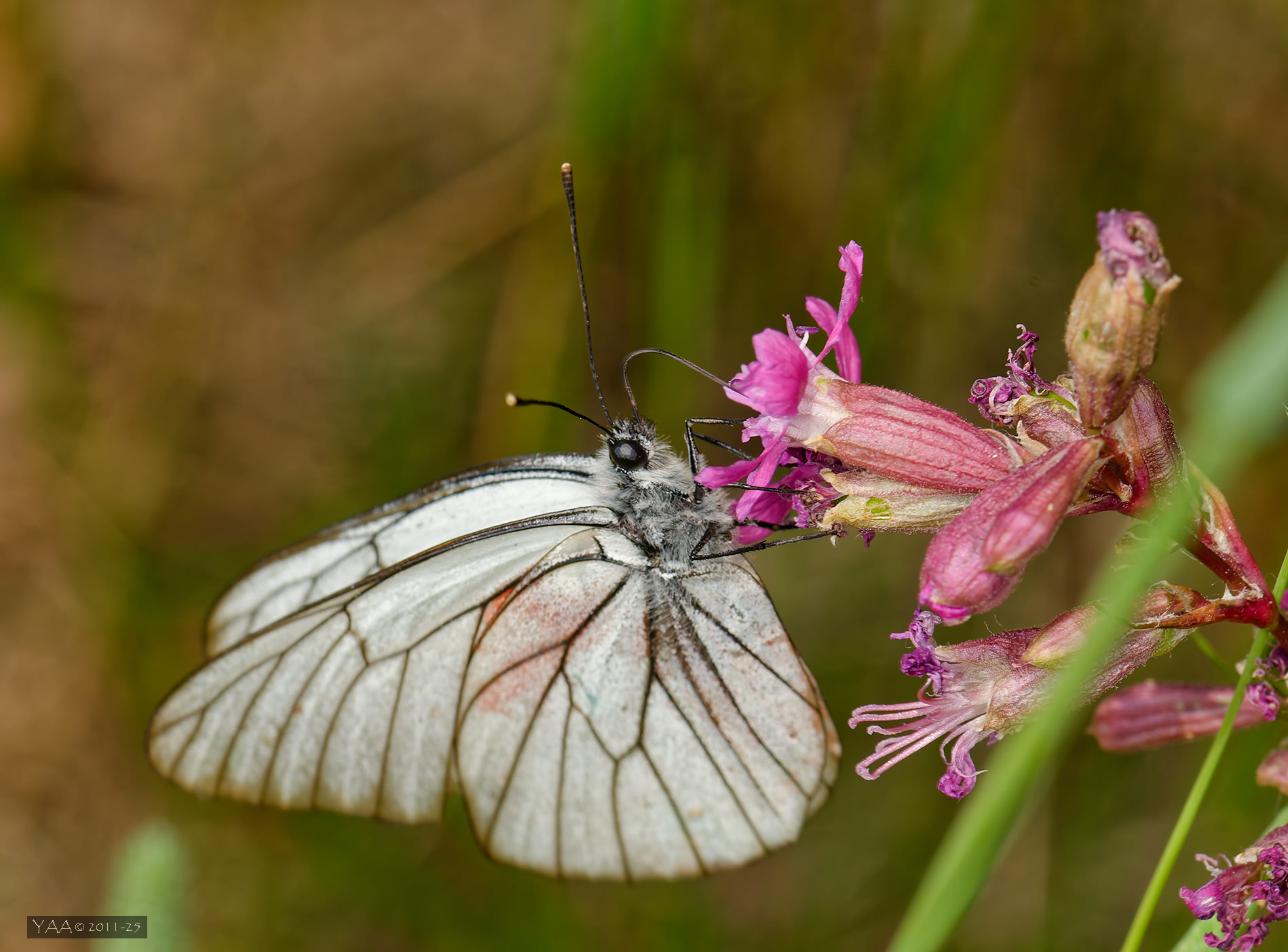 Давним уже летом.. Июньская боярышница.🦋