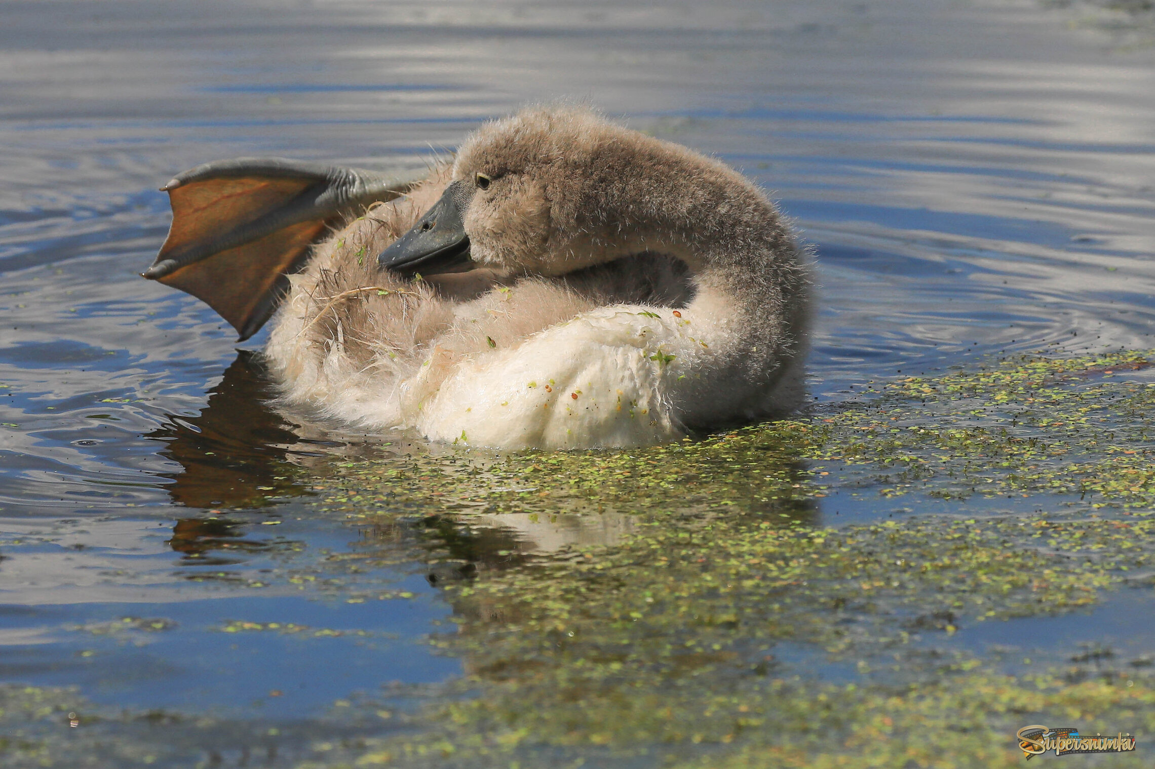 Грациозный во всех своих проявлениях )))