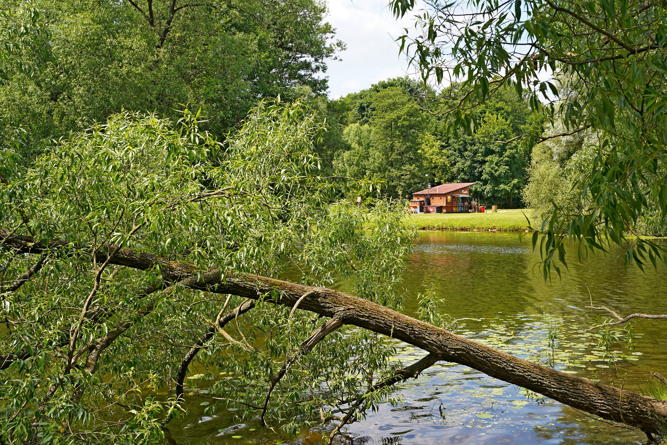 Шибаевский пруд