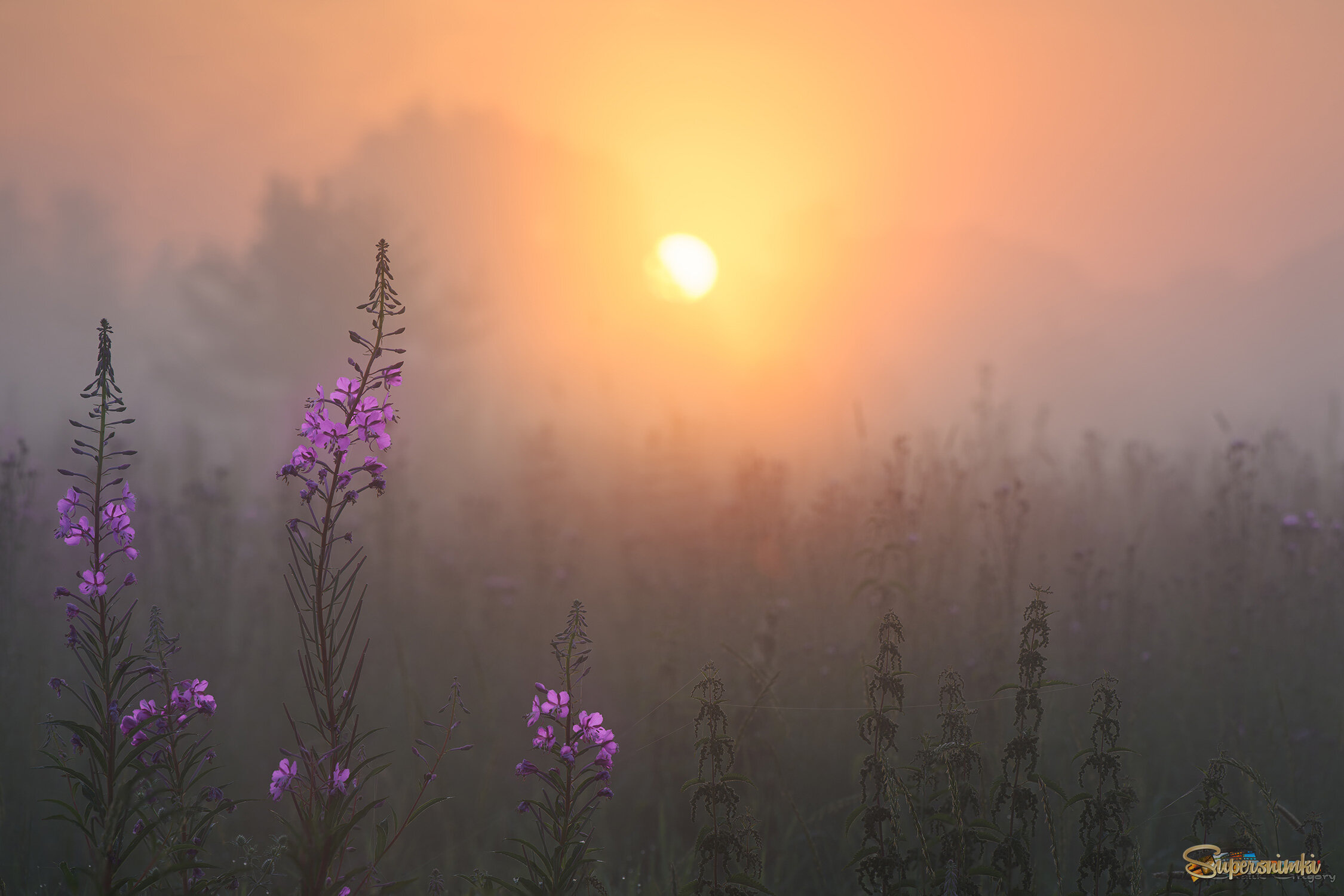 Доброе утро/Иван-чай