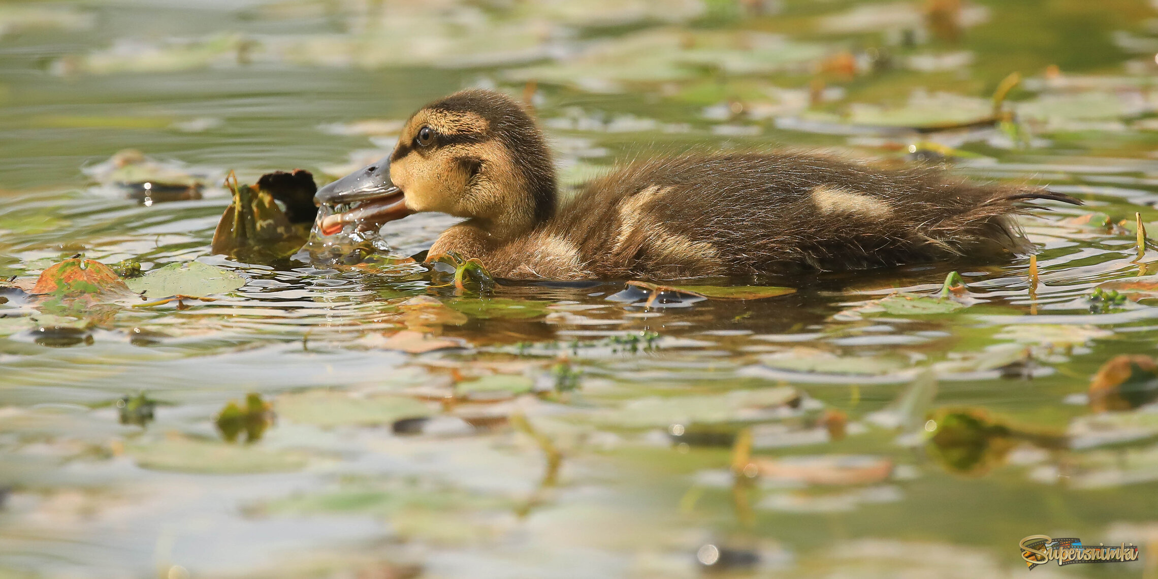 Ну, а меня вы все знаете! )))