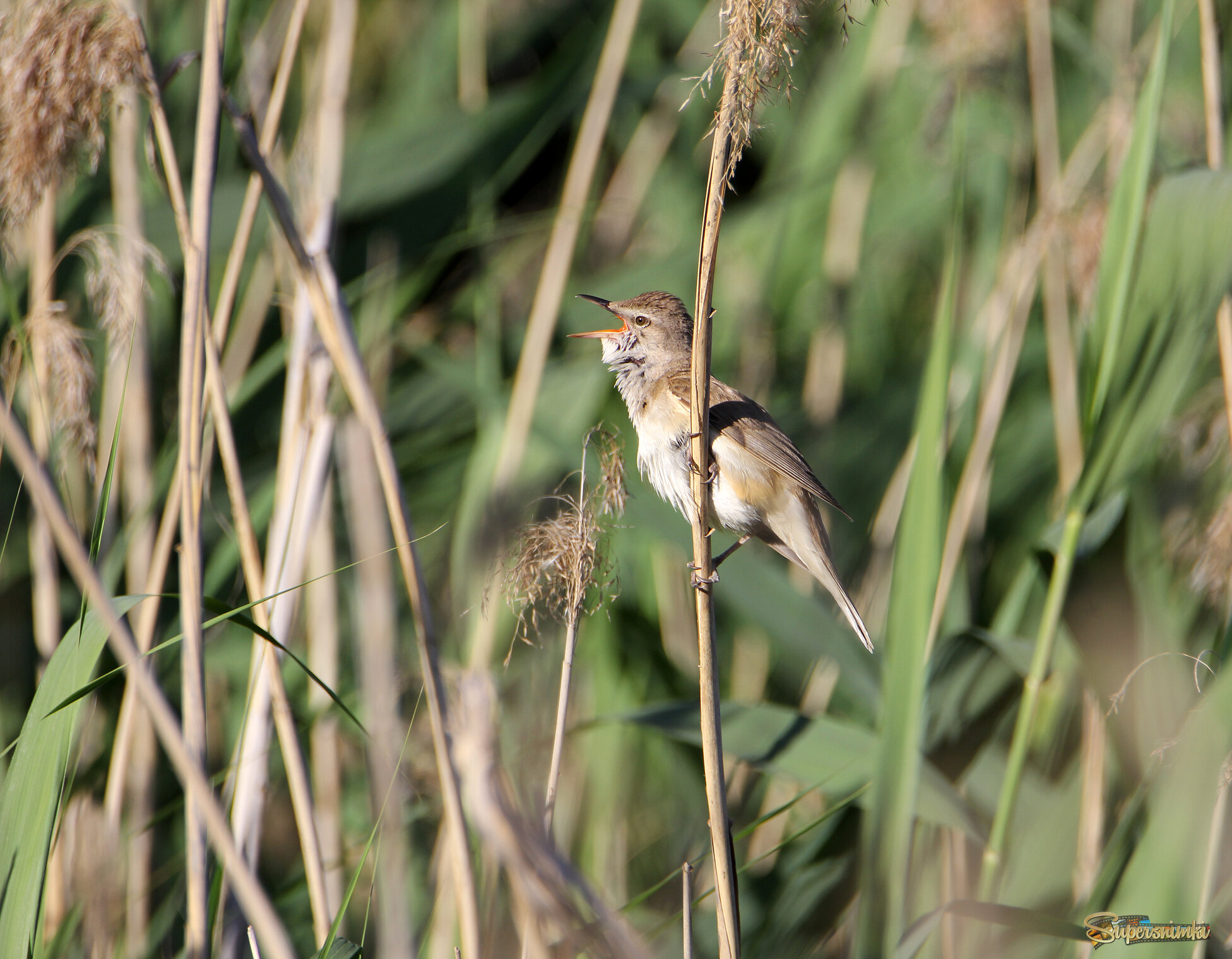 Дроздовидная камышевка.