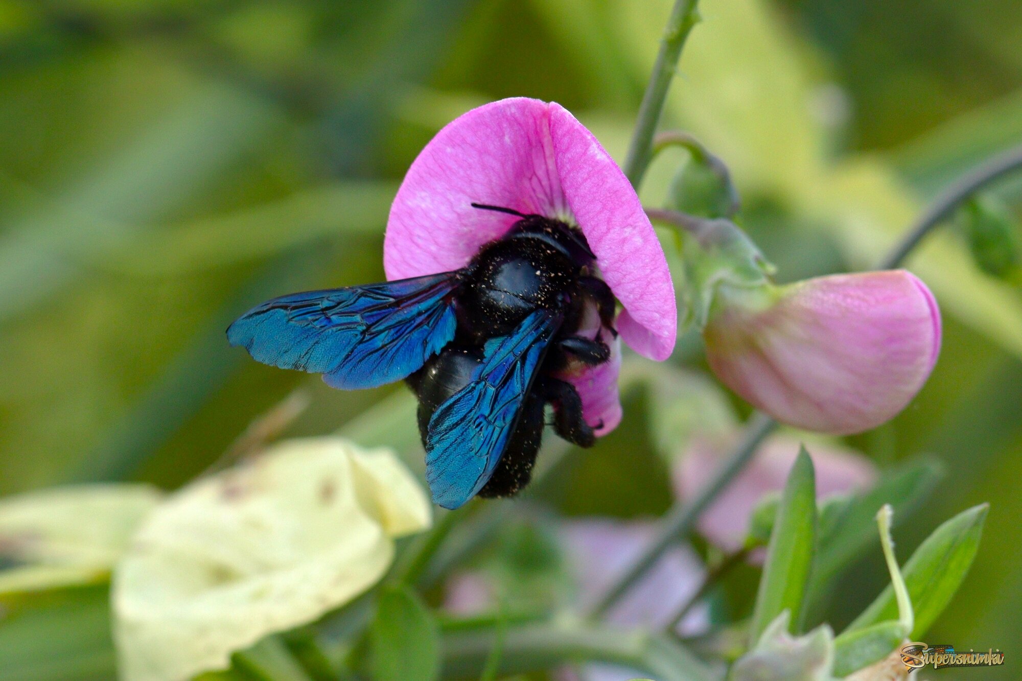 Пчела-плотник
