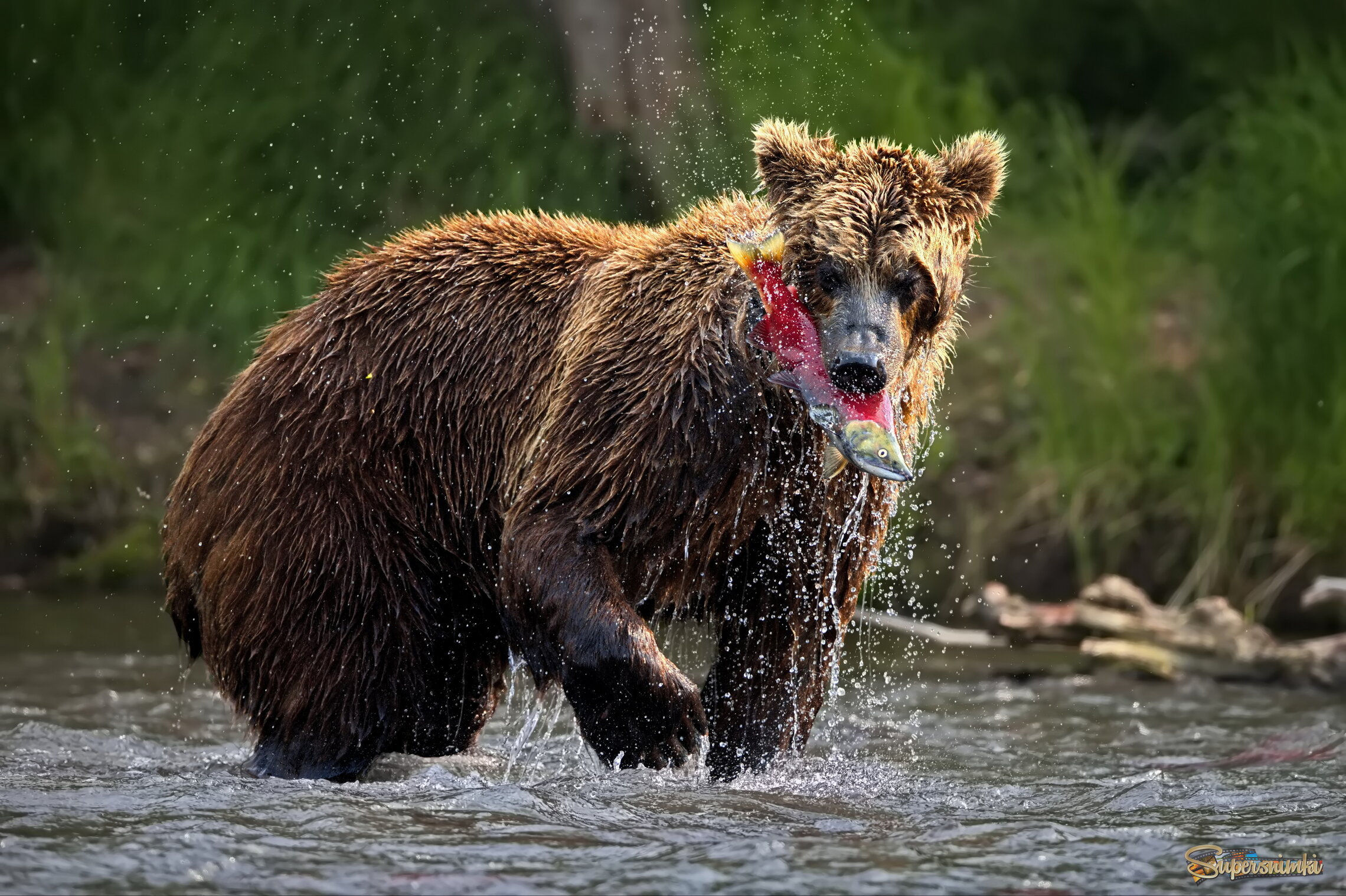 Аппетитный улов