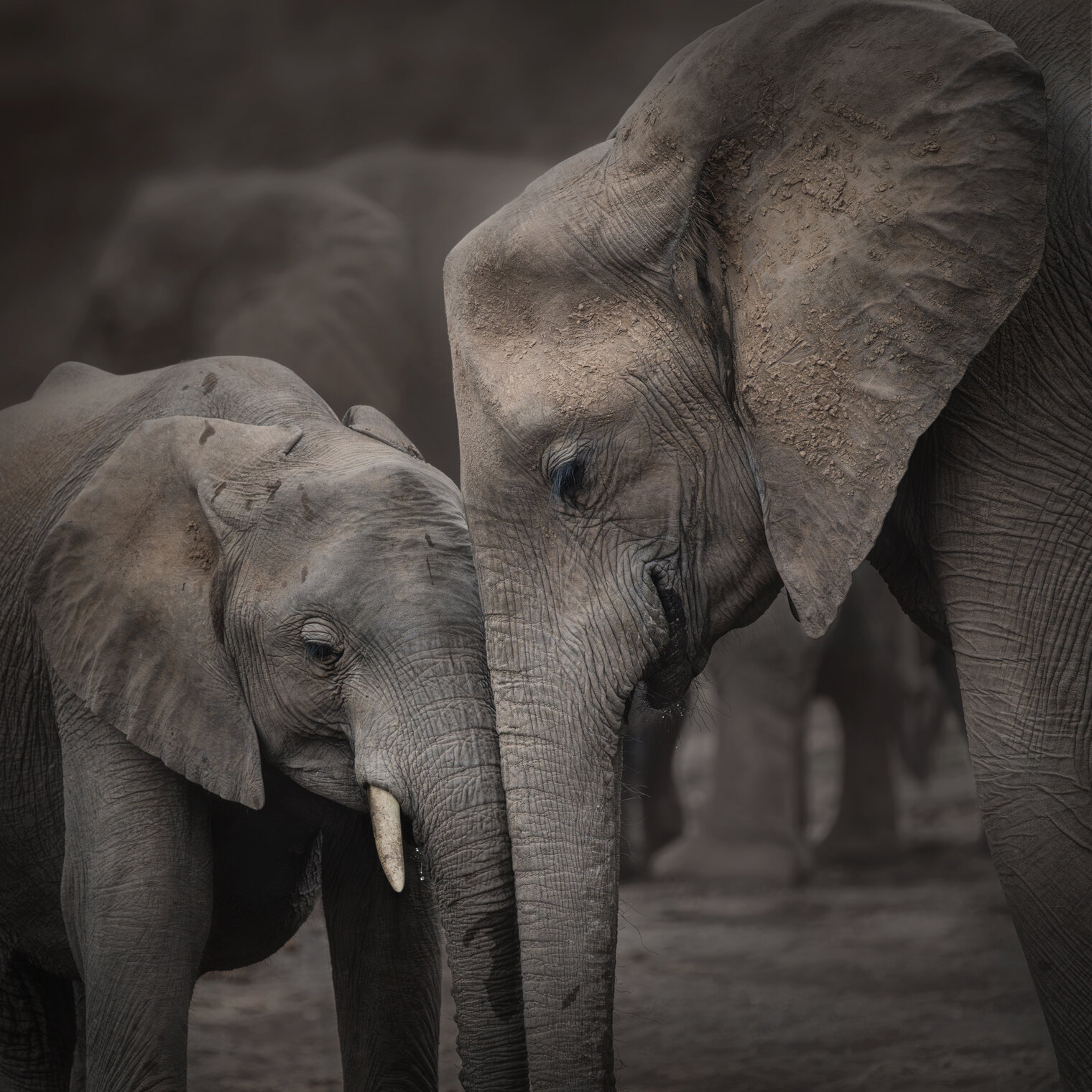 Two trunks, two hearts