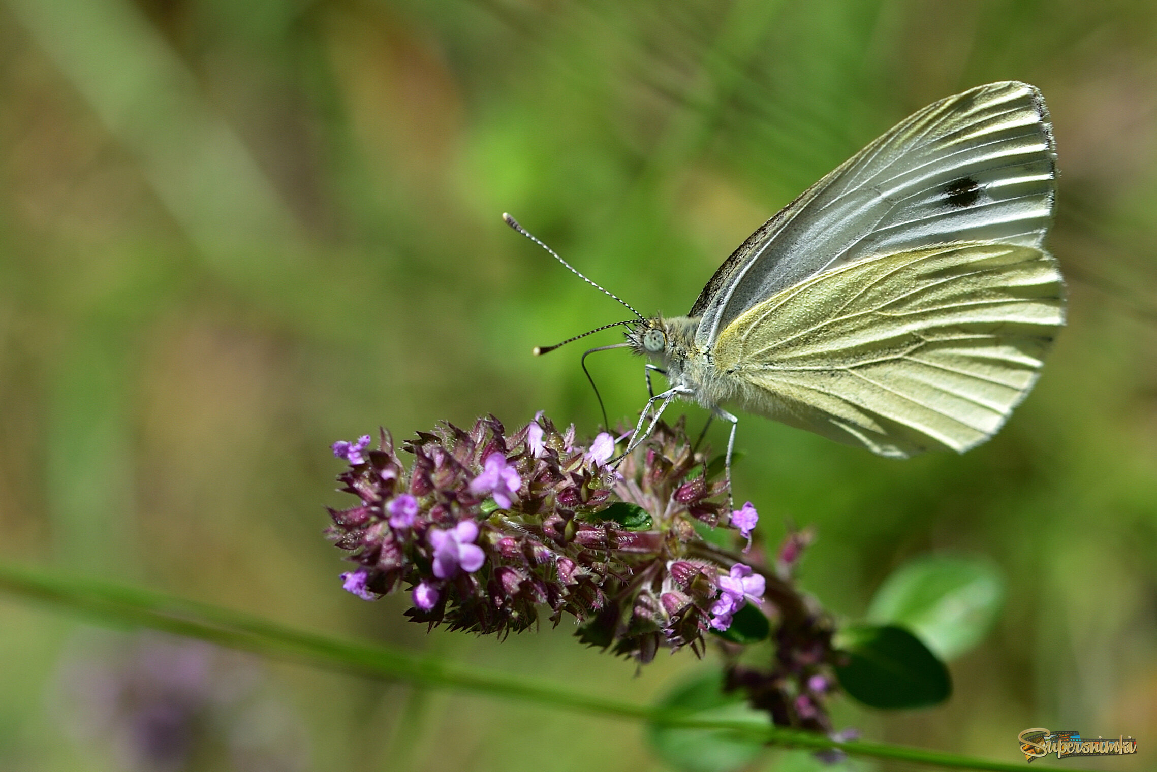 6885ced5946d84e2e6dc516c