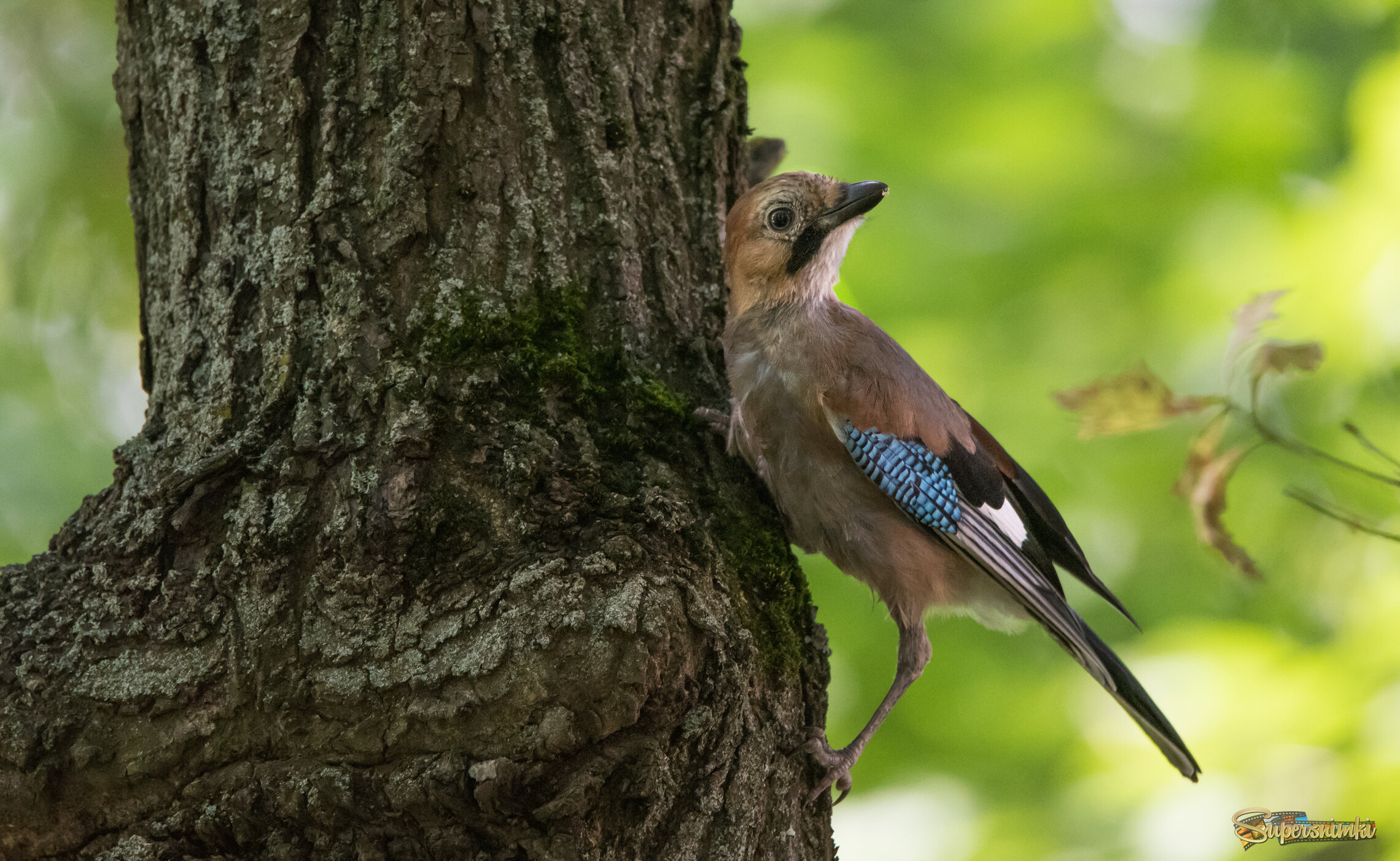 Молодая сойка.