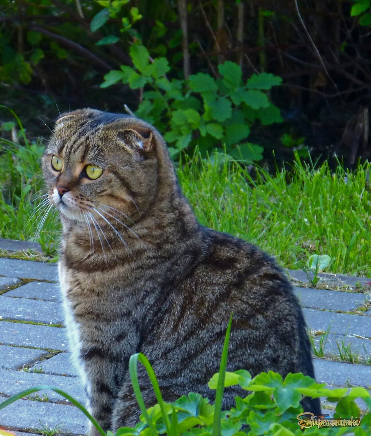 Наблюдатель