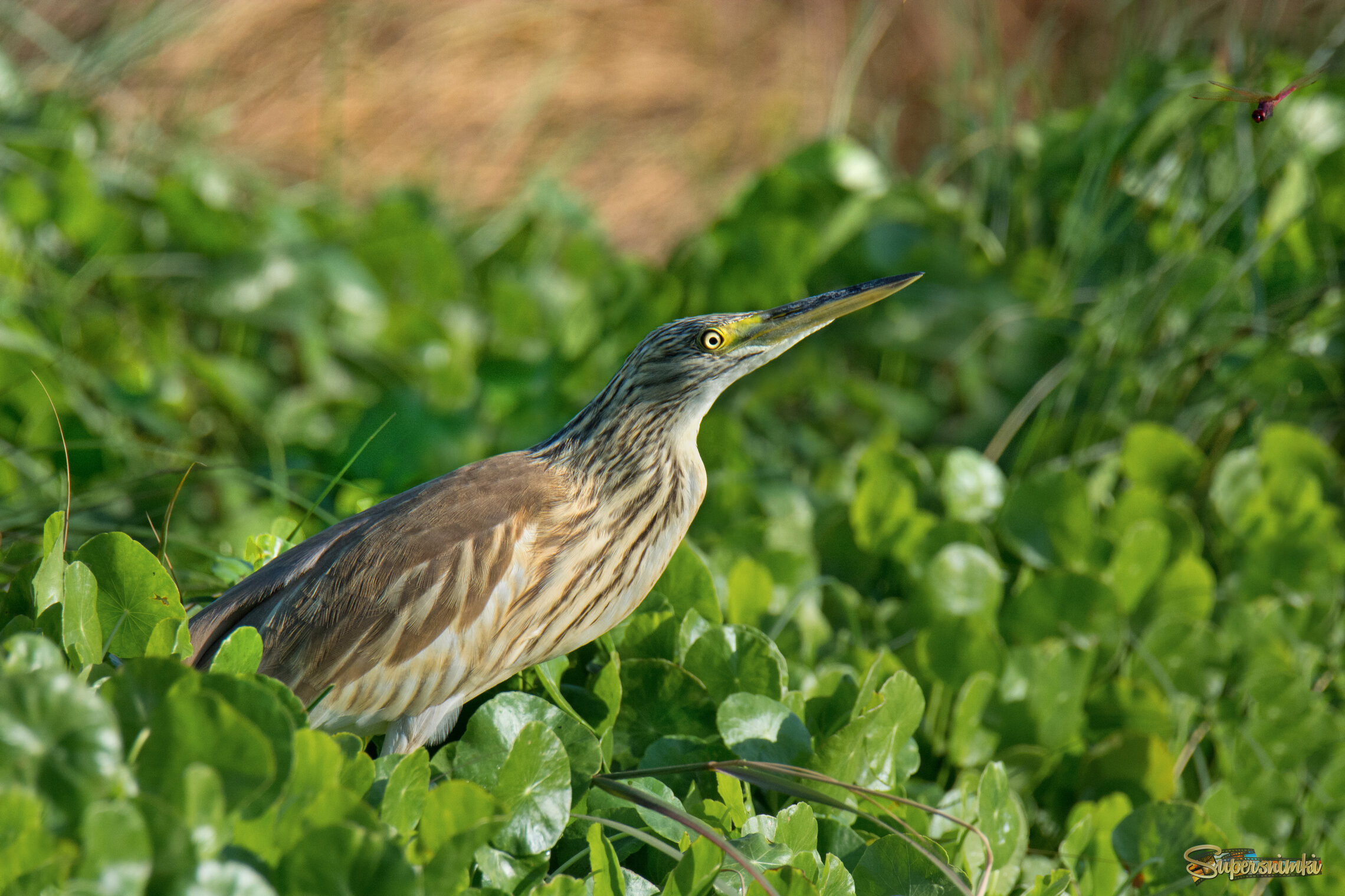 *Лети ко мне...