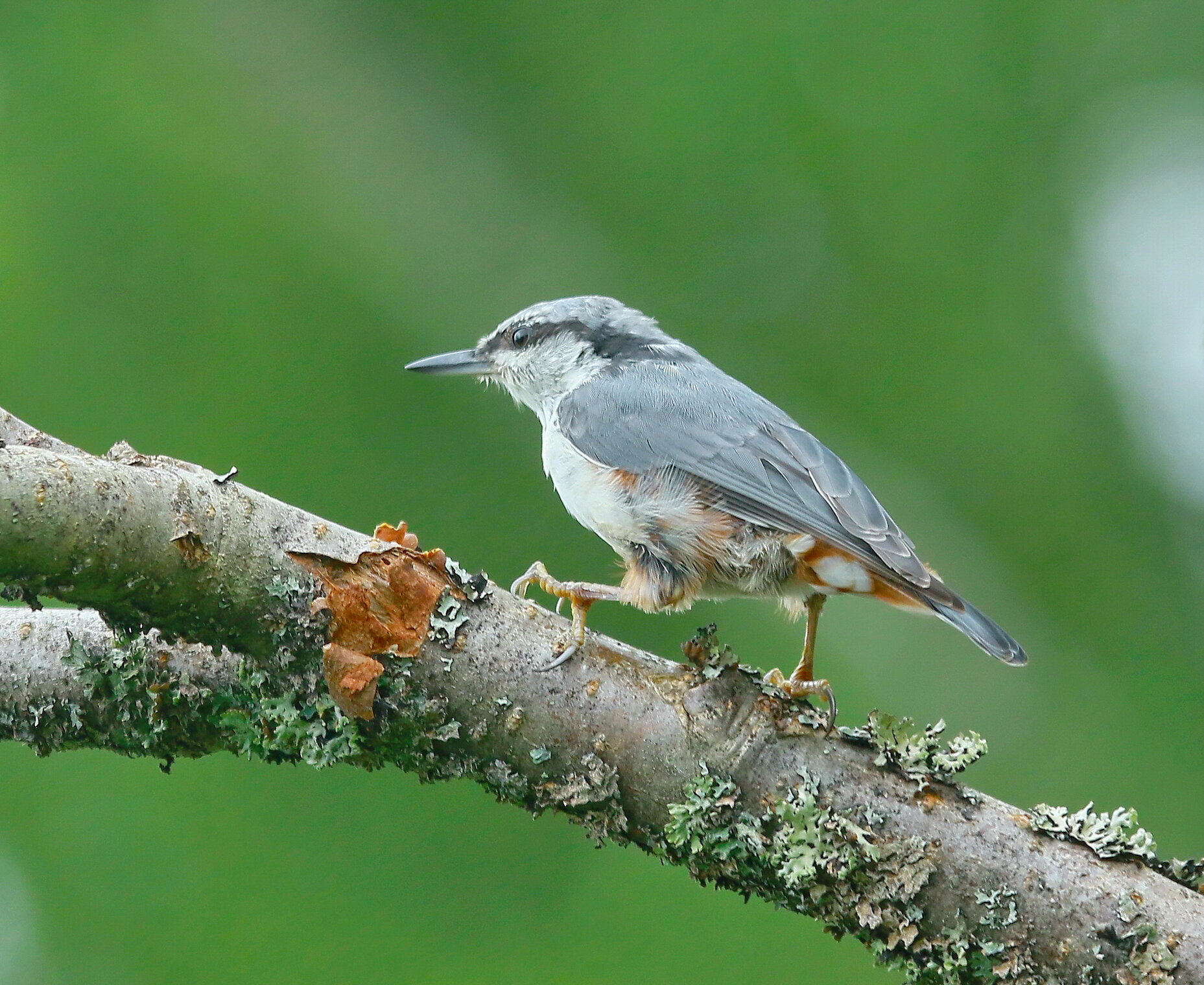  шаги поползня
