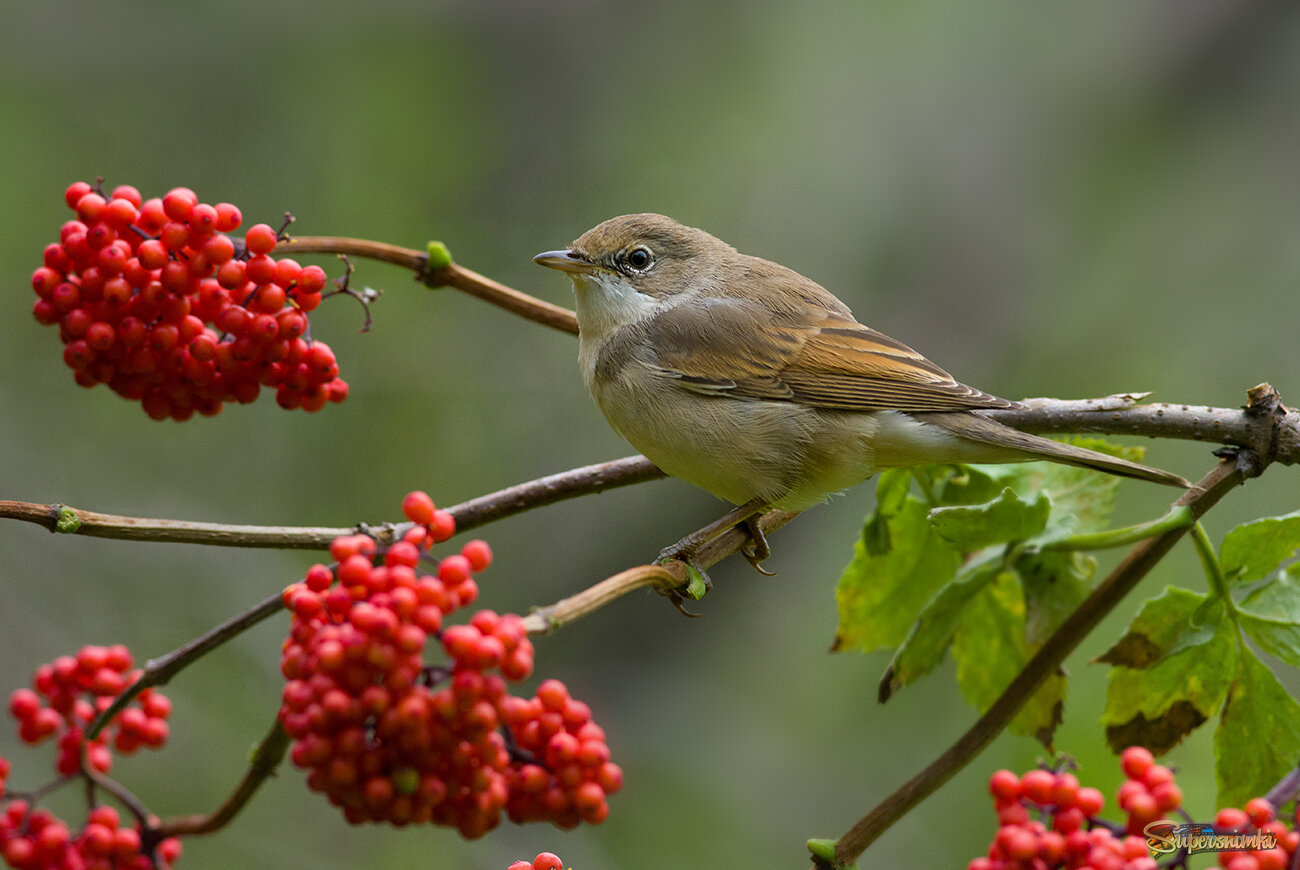 Красное и серая...