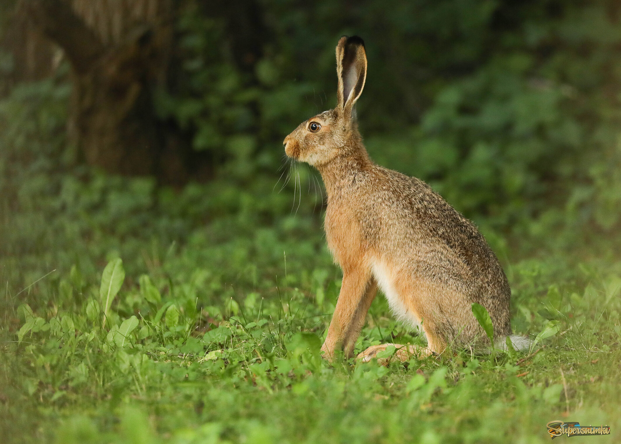 Минута раздумий в вечерних сумерках