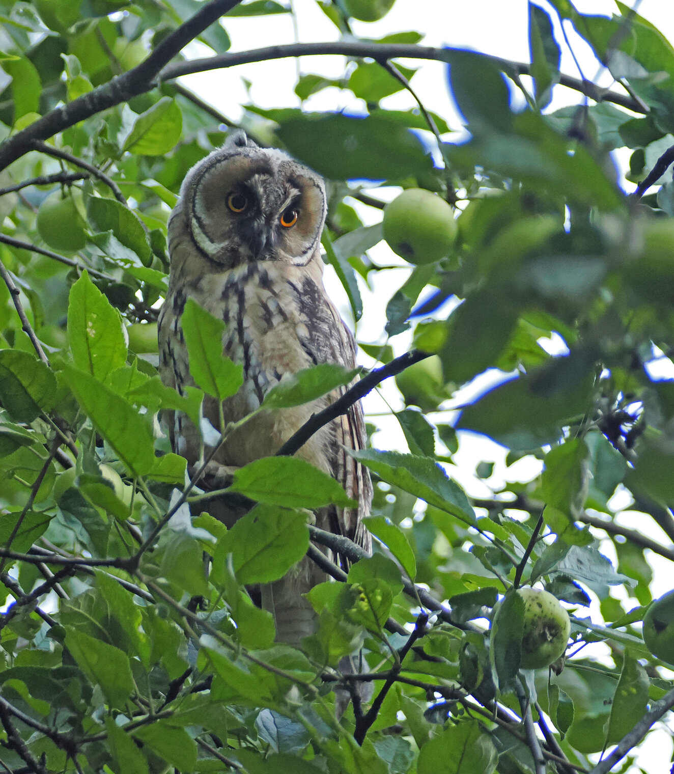 Слёток ушастой совы.