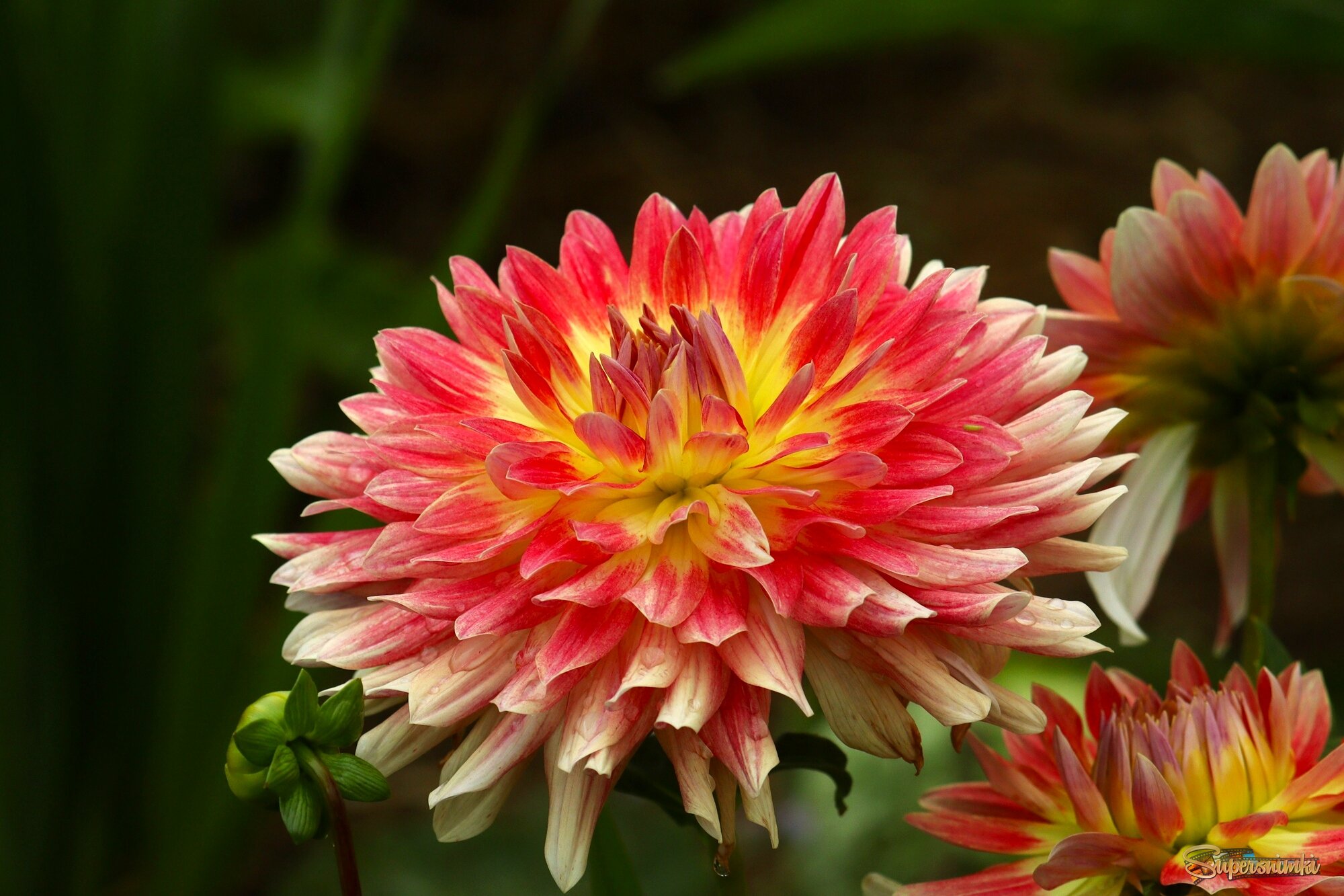 Весёлый георгин