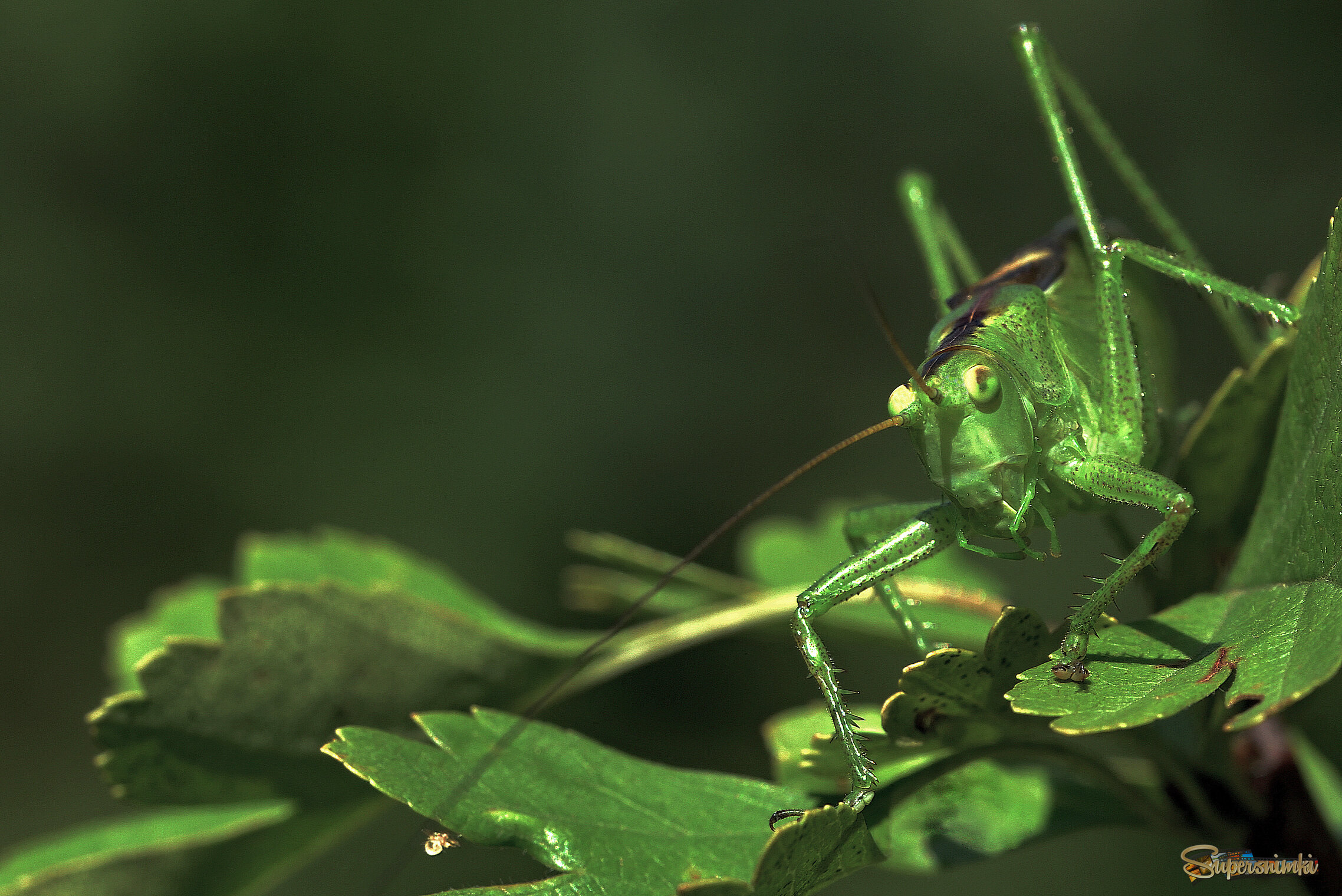 6887a541a7af8a1c38dc516d